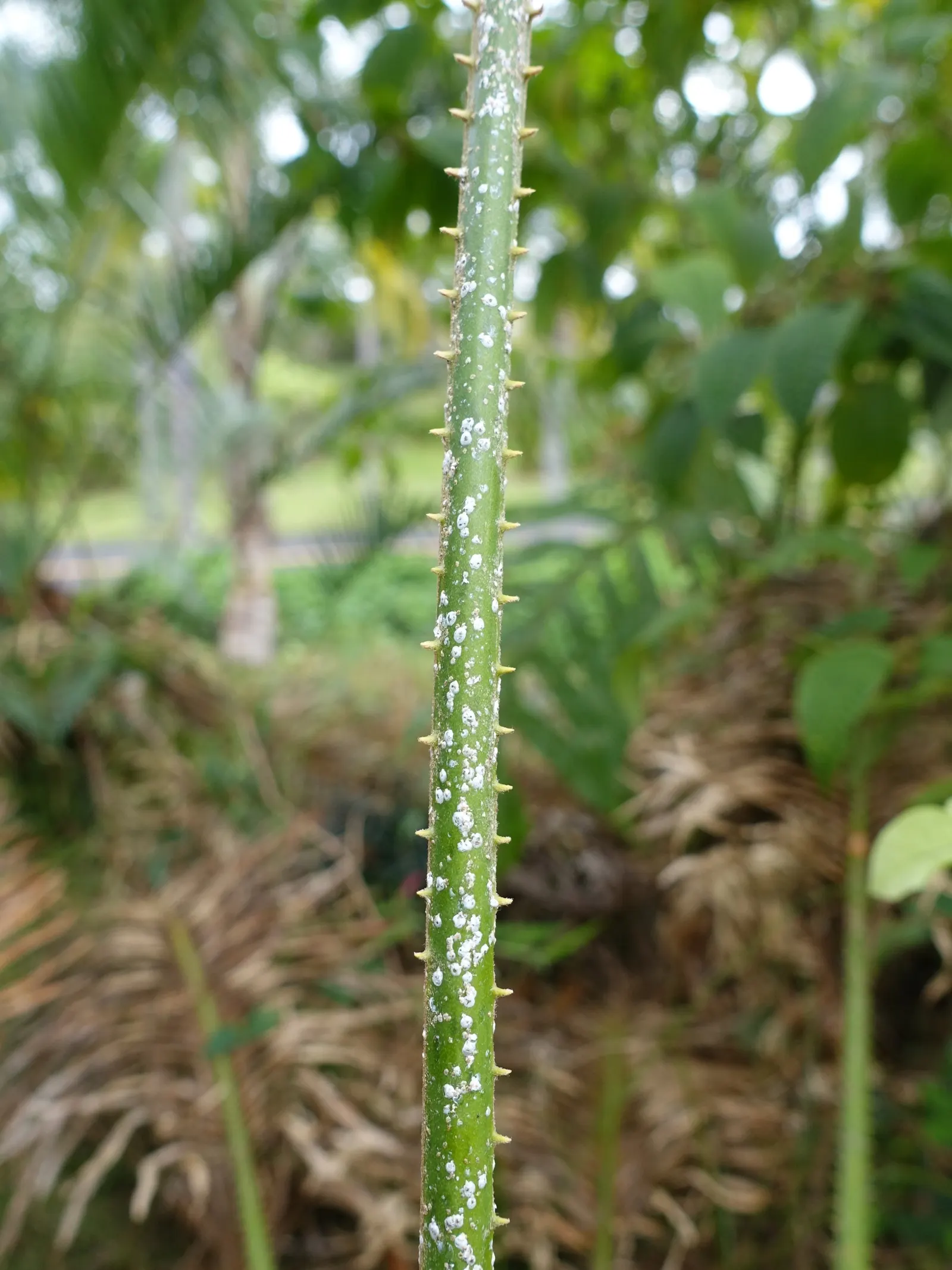 Mexican Horncone (Ceratozamia Mexicana) — In regions where frost or freezing temperatures are a concern; offering a subdued yet elegant tropical flair to any