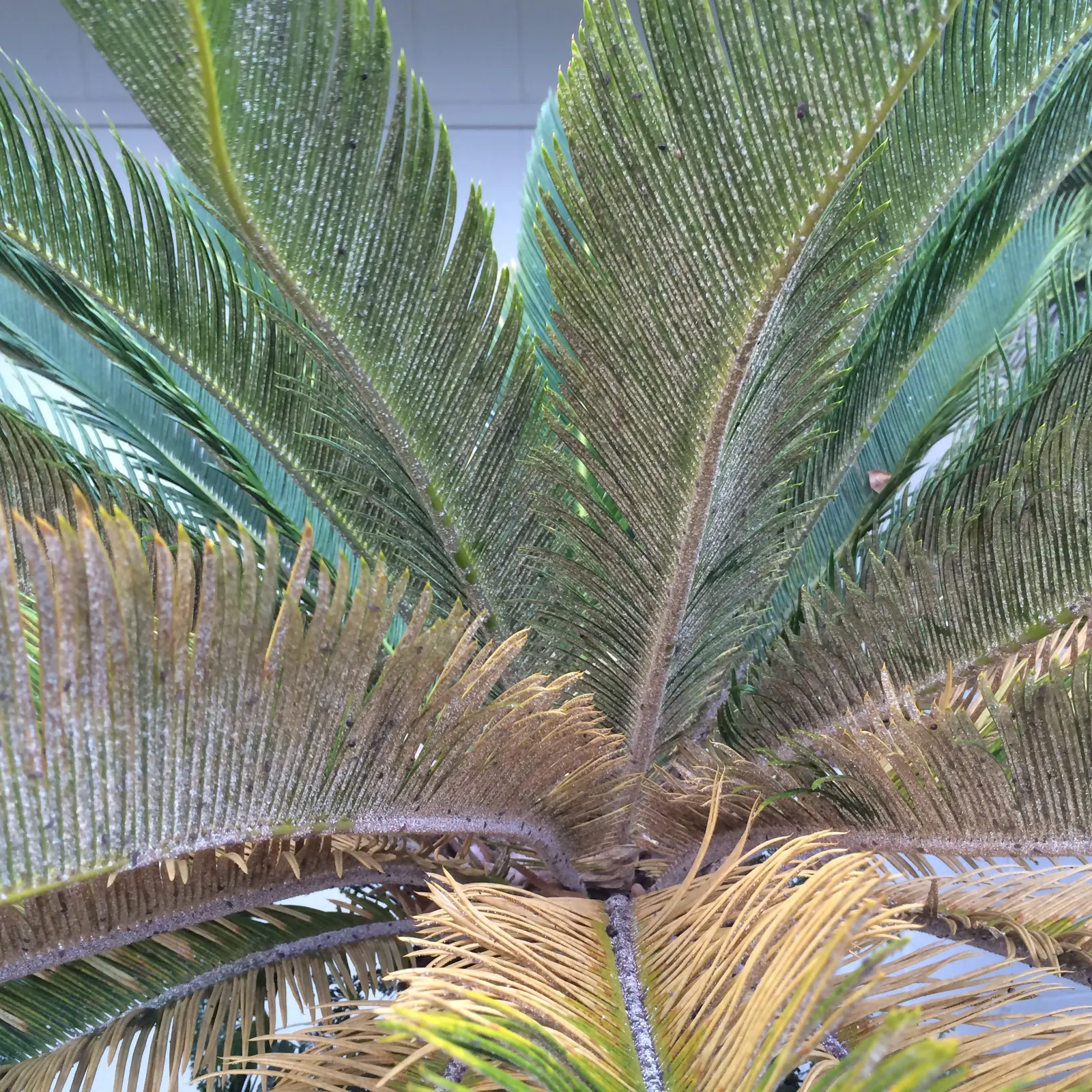 Mexican Horncone (Ceratozamia Mexicana) — When establishing the plant