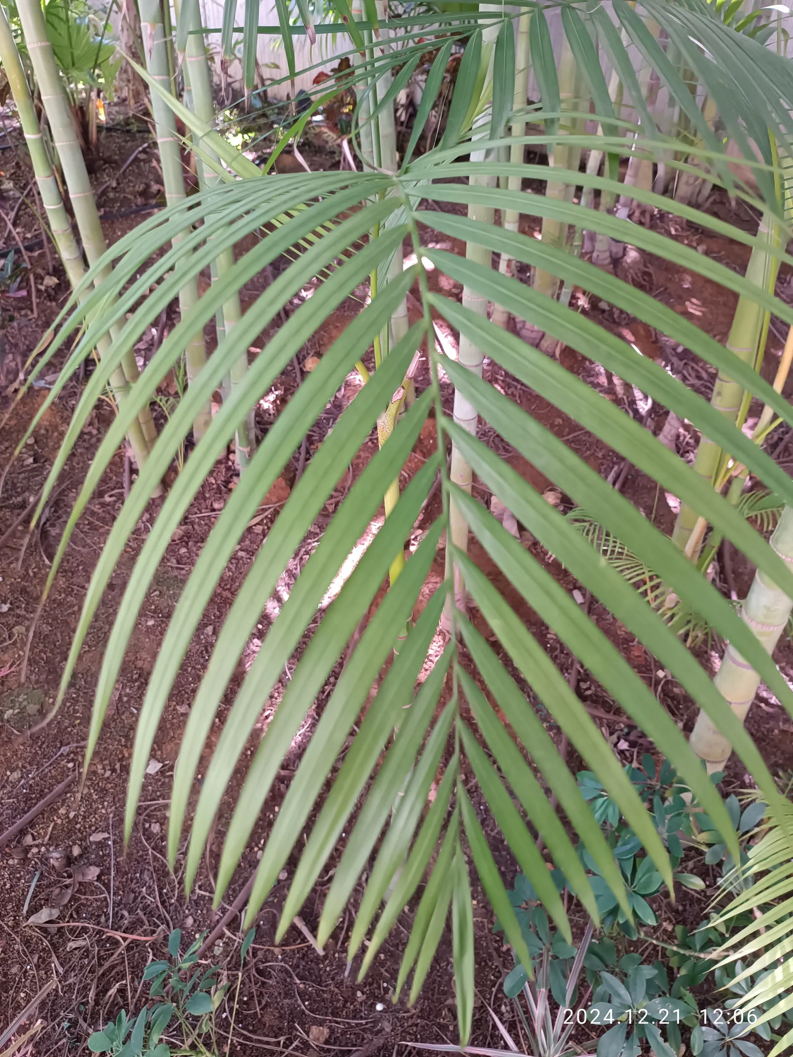 Mexican Horncone (Ceratozamia Mexicana) — indicating that this plant is a slow-grower and long-lived specimen; low-upkeep feature that can, image 86