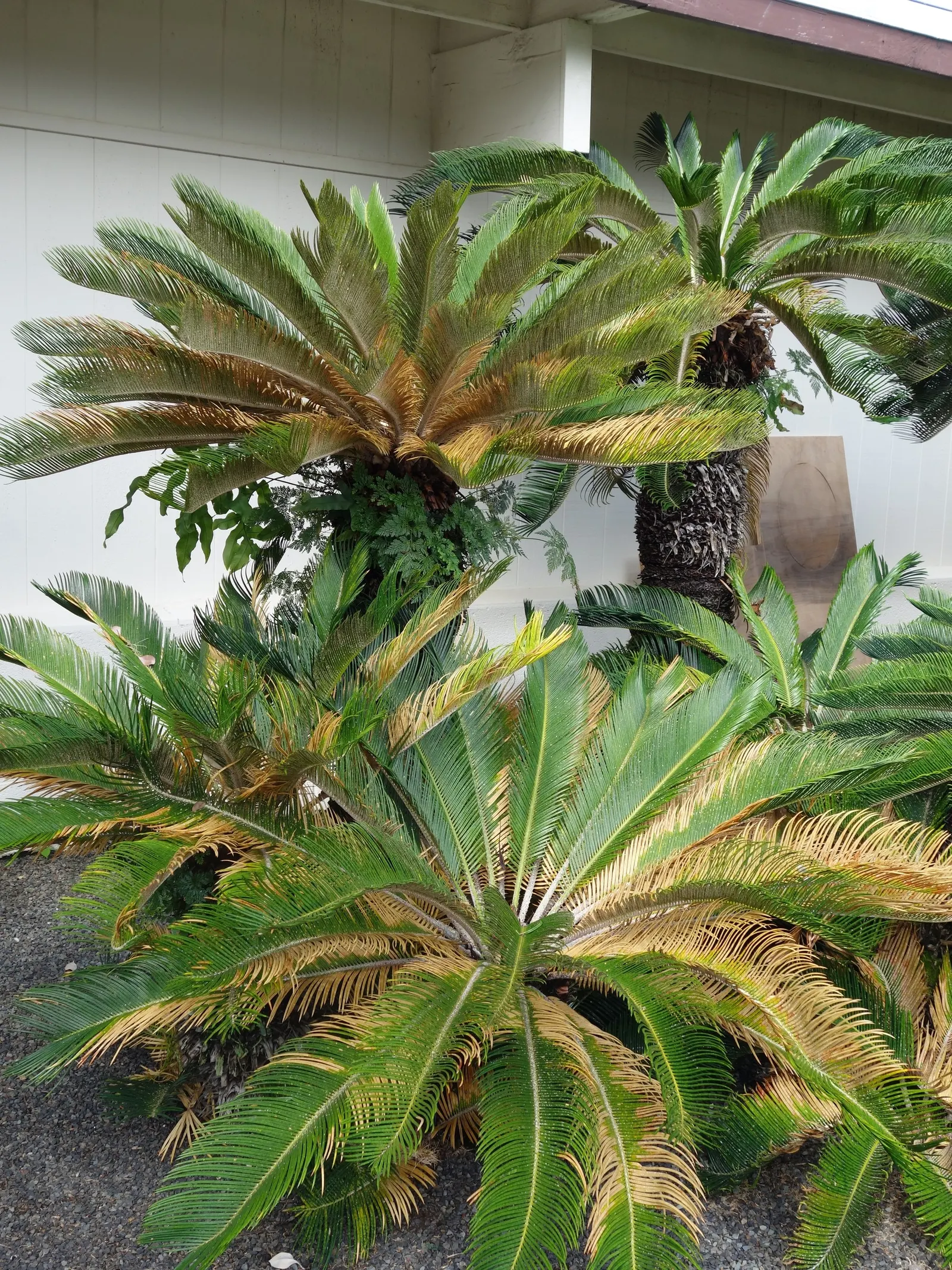 Mexican Horncone (Ceratozamia Mexicana) — It features arching, glossy green fronds reaching up to 3-6 feet in length; pinnate fronds that can reach, image 98