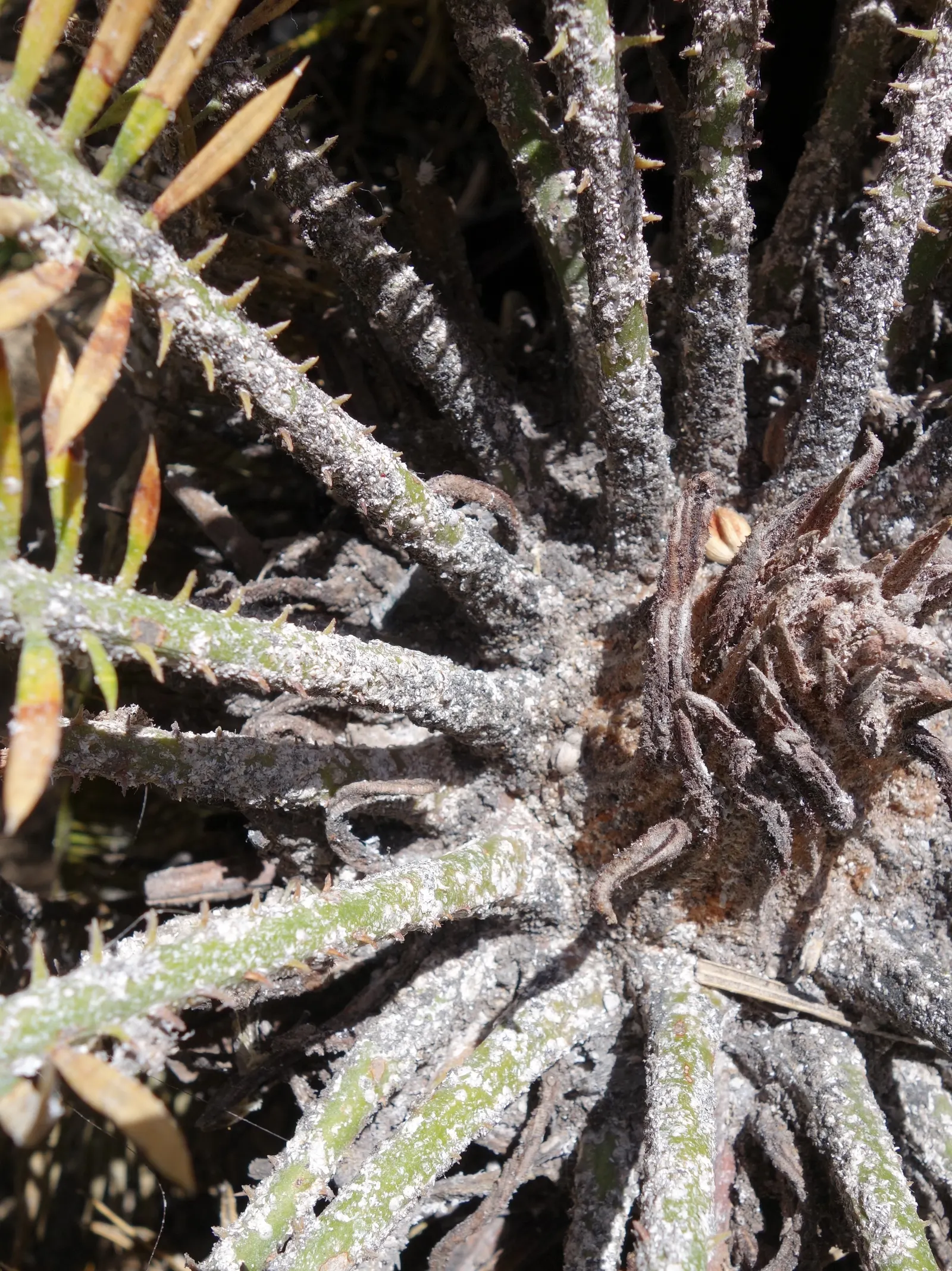 Mexican Horncone (Ceratozamia Mexicana) — though the plant can withstand short dry spells once established; scientifically referred to as, image 70