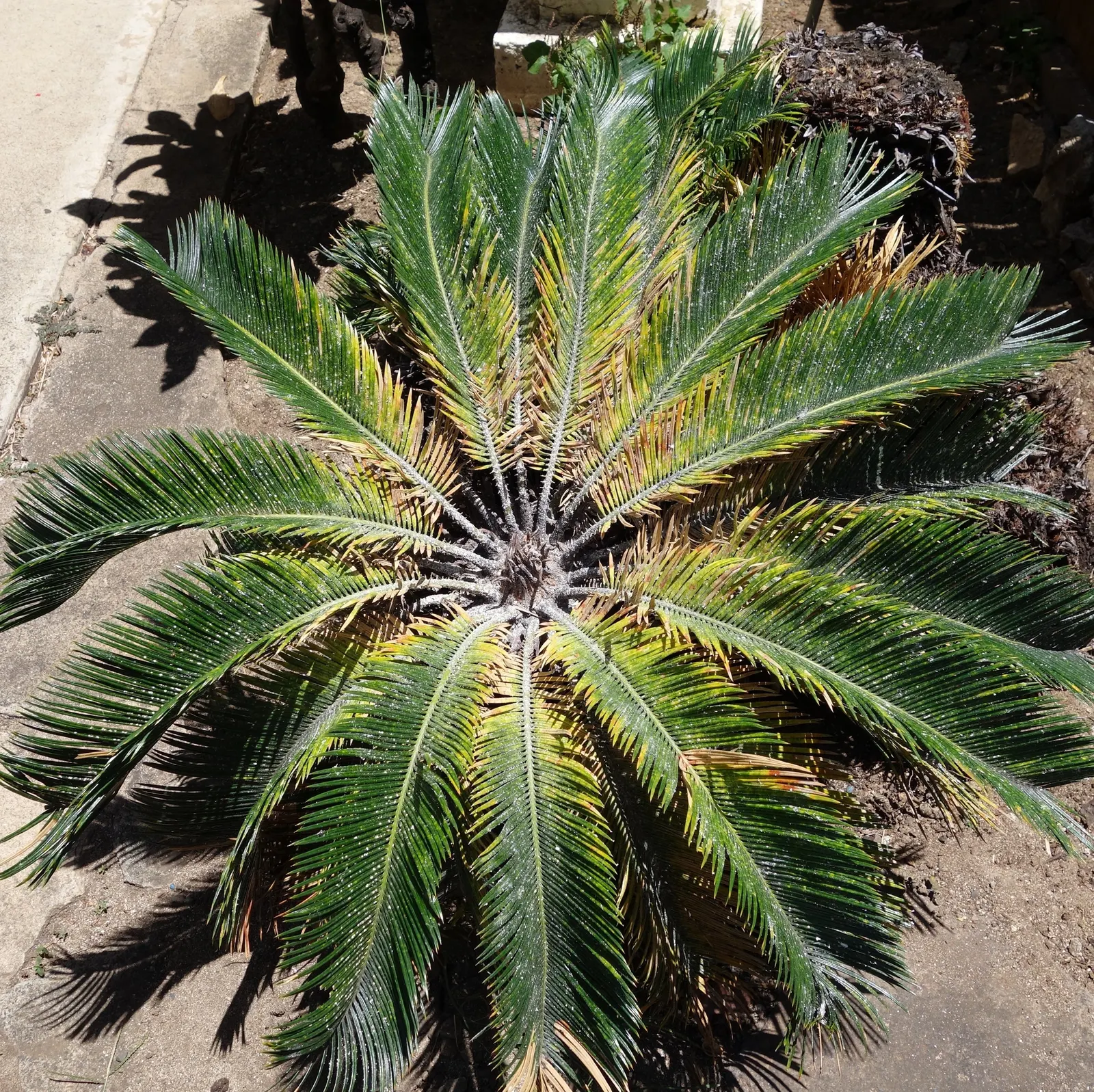 Mexican Horncone (Ceratozamia Mexicana) — offering a subdued yet elegant tropical flair to any garden setting.<br><br>Characterized by arching