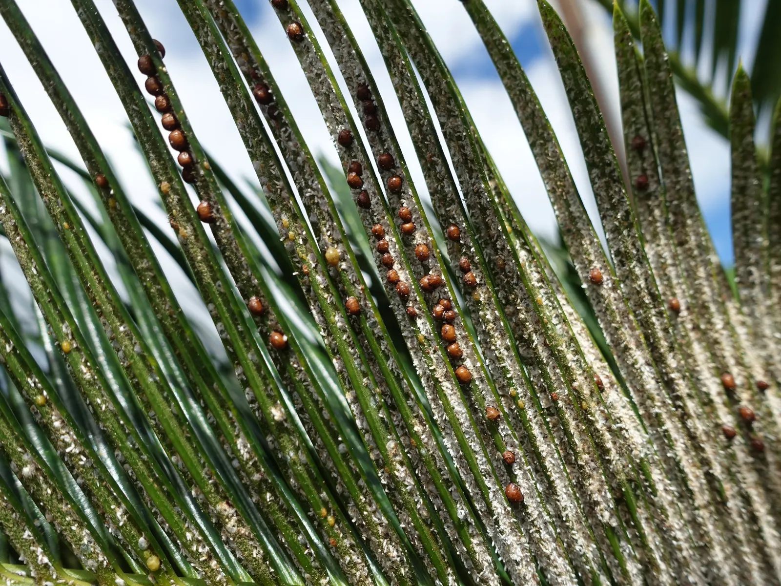 Mexican Horncone (Ceratozamia Mexicana) — though the plant can withstand short dry spells once established