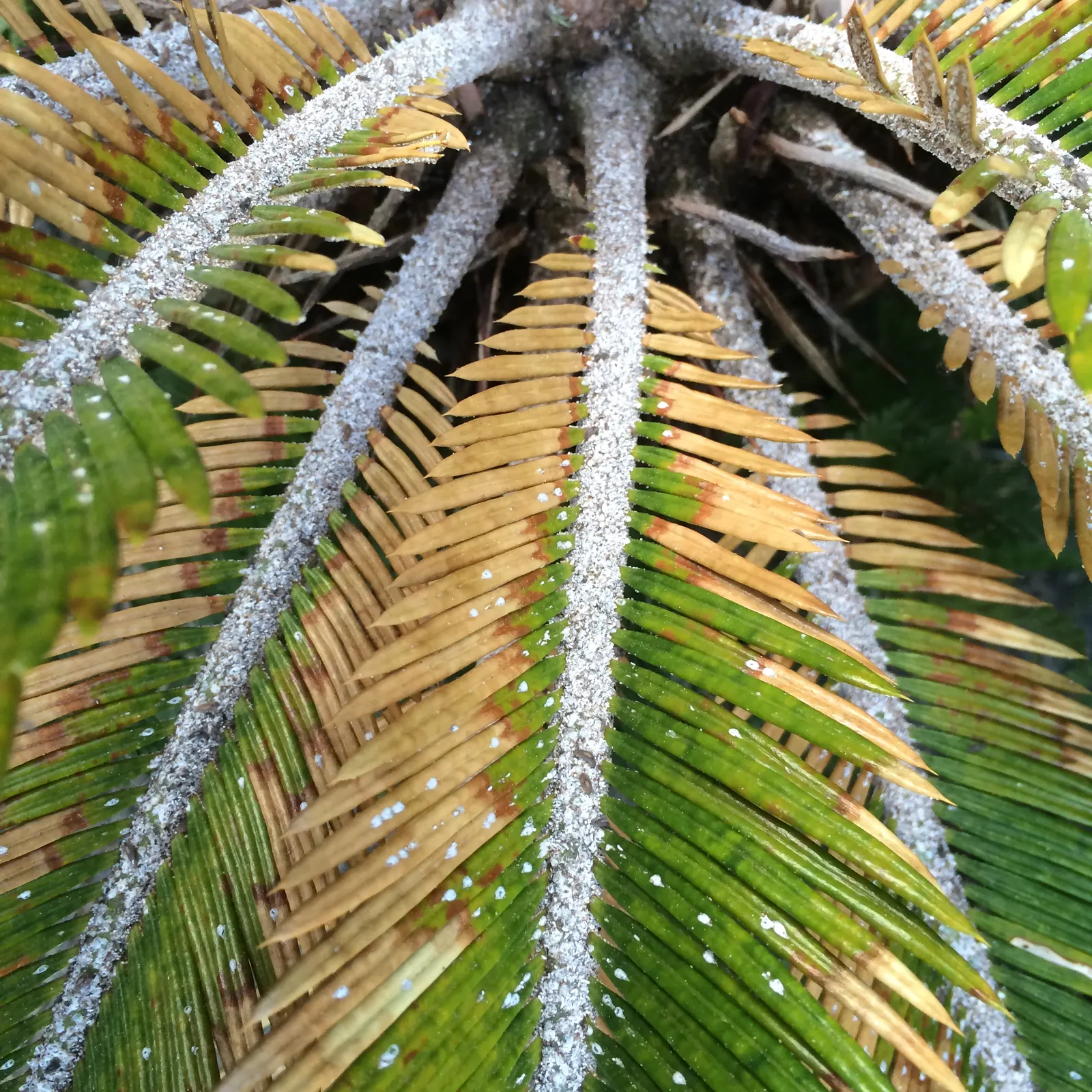 Mexican Horncone (Ceratozamia Mexicana) — The fronds emerge from a central caudex that typically grows up to 10 to 20 inches in diameter over many years; soil