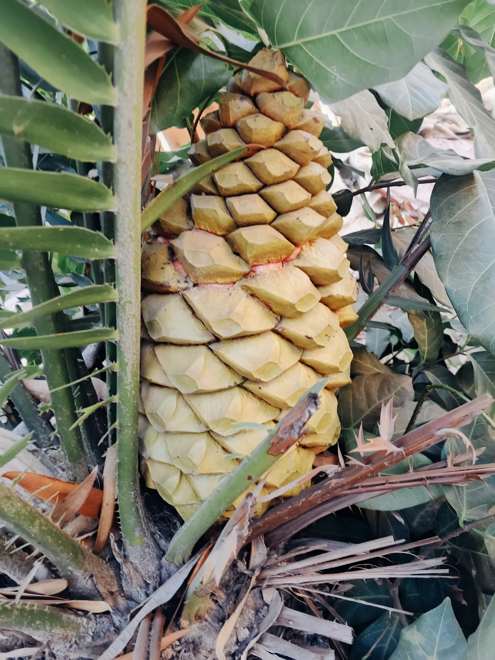 Mexican Horncone (Ceratozamia Mexicana) — This evergreen perennial is well-regarded in landscape design for both its ornamental and textural qualities
