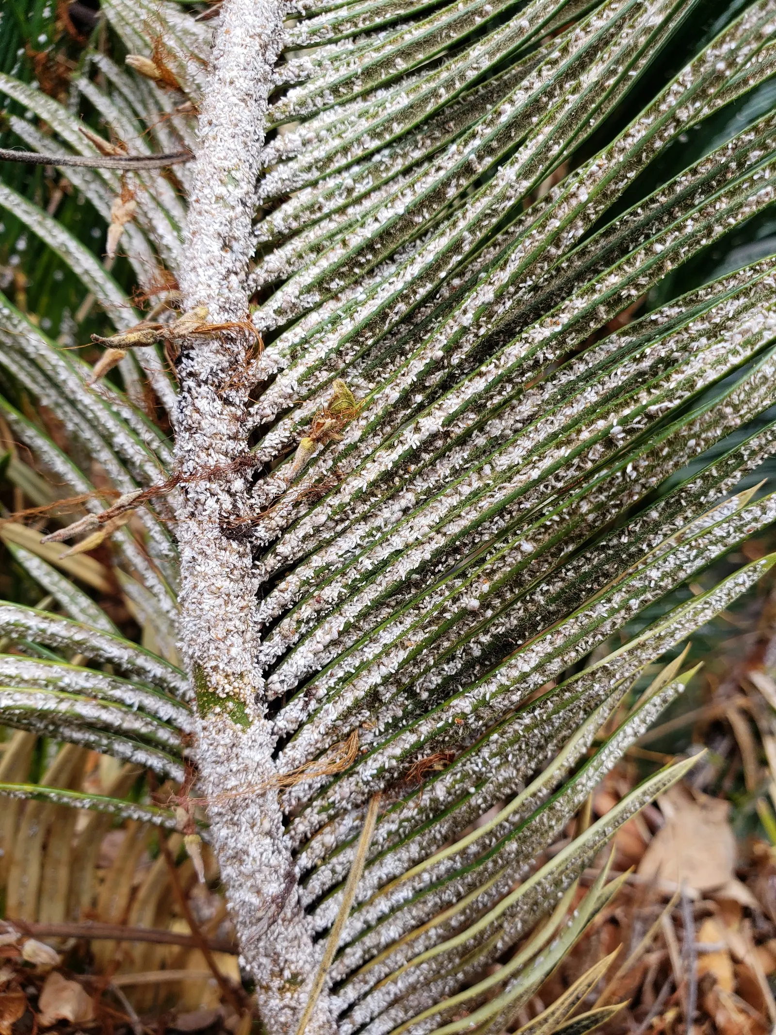 Mexican Horncone (Ceratozamia Mexicana) — Zones 9-11 are most suitable for outdoor cultivation