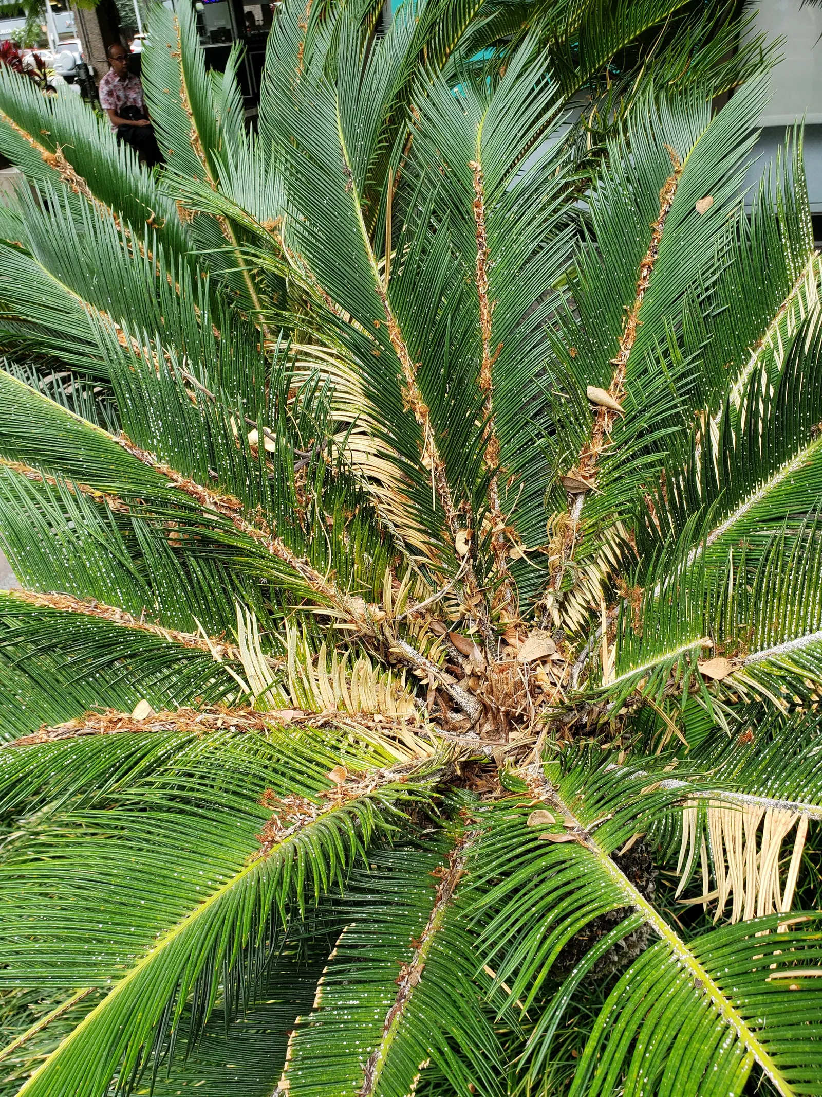Mexican Horncone (Ceratozamia Mexicana) — intense sunlight which can scorch its foliage