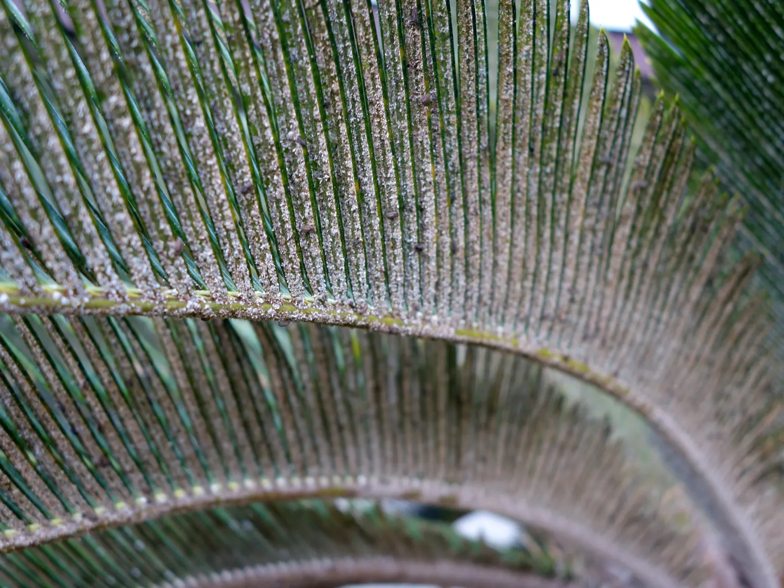 Mexican Horncone (Ceratozamia Mexicana) — Soil conditions should be well-draining and rich in organic matter; the fronds emerge from a central, image 64