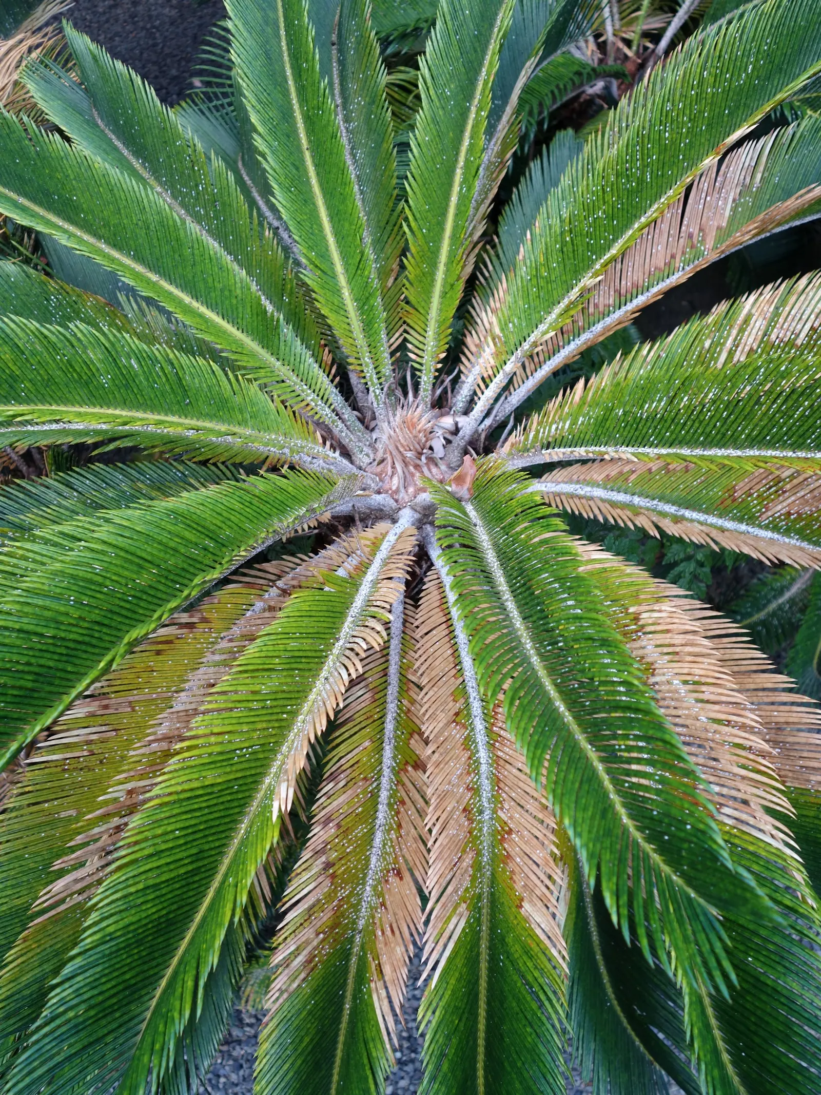 Mexican Horncone (Ceratozamia Mexicana) — It features arching, glossy green fronds reaching up to 3-6 feet in length; pinnate fronds that can reach lengths of