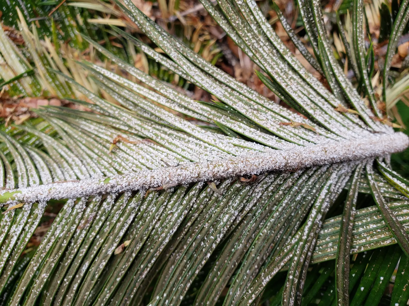 Mexican Horncone (Ceratozamia Mexicana) — Zones 9-11 are most suitable for outdoor cultivation; intense sunlight which can scorch its foliage, image 102