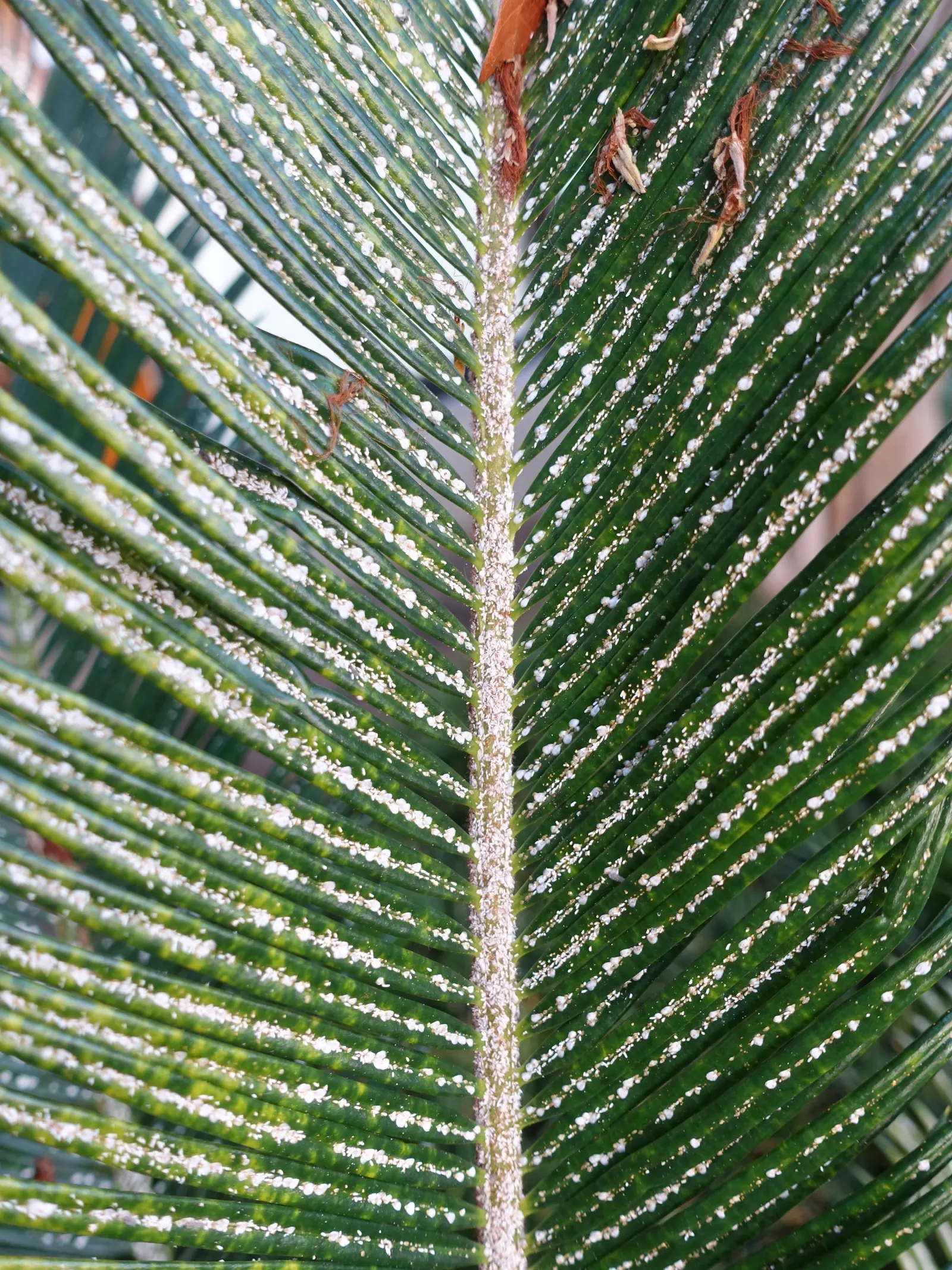 Mexican Horncone (Ceratozamia Mexicana) — this cycad should be planted in a sheltered area or provided with winter protection; with a slightly, image 92