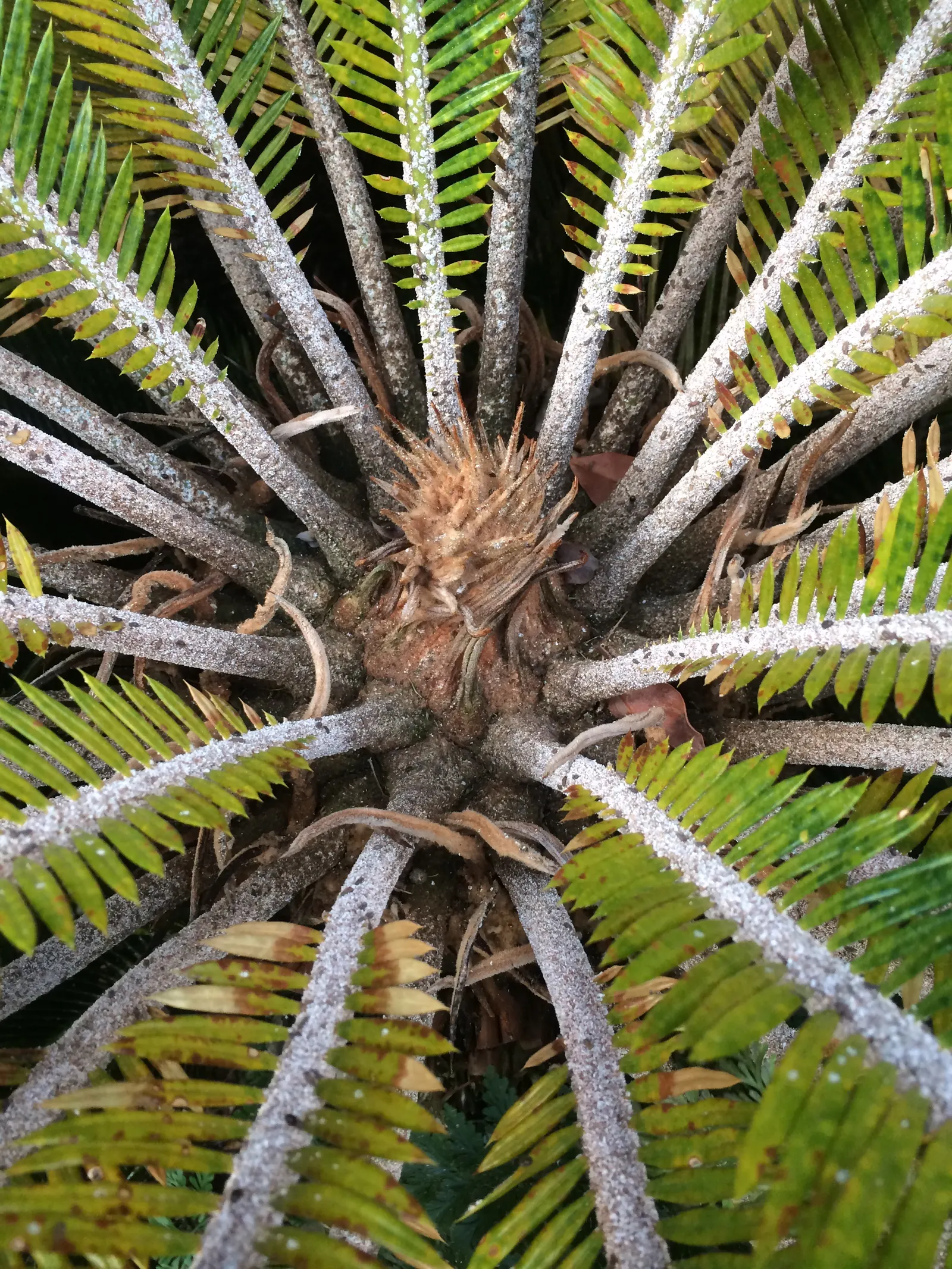 Mexican Horncone (Ceratozamia Mexicana) — The Mexican Horncone, Ceratozamia mexicana, is a slow-growing cycad endemic to Mexico; it is hardy to about 25&deg;F