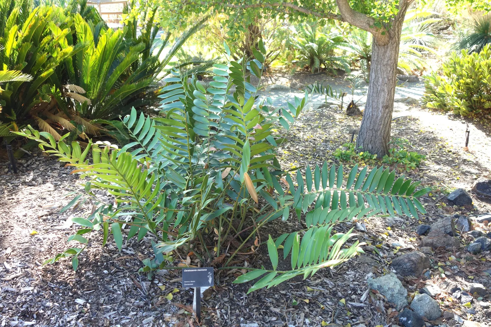 Mexican Horncone (Ceratozamia Mexicana) — This plant prefers partial shade and well-drained soil, with moderate water requirements; when, image 75