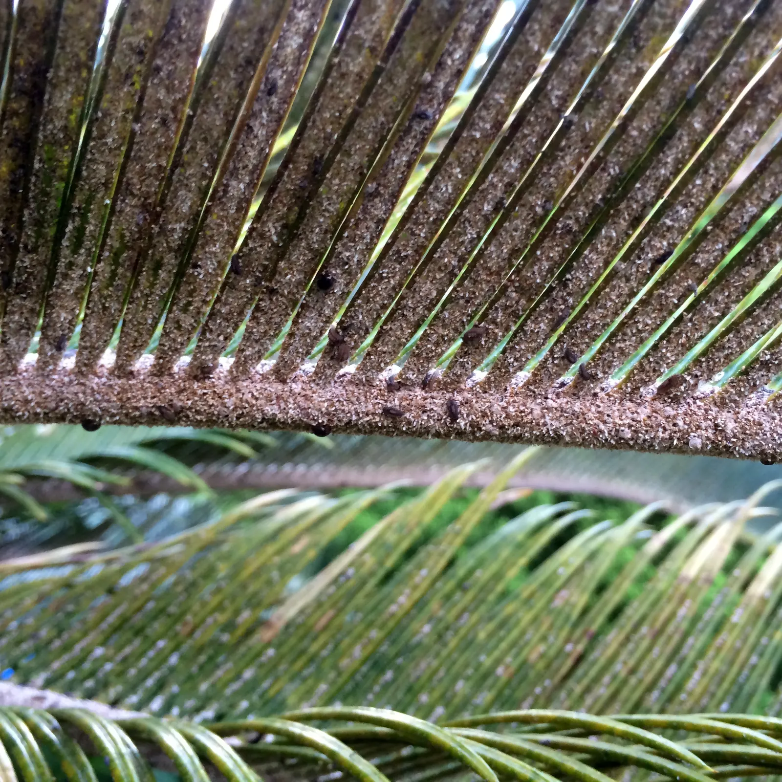 Mexican Horncone (Ceratozamia Mexicana) — It is hardy to about 25&deg;F and can be used as a striking