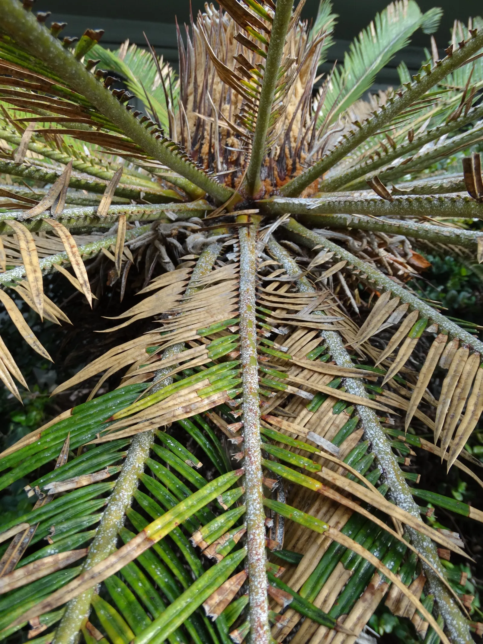 Mexican Horncone (Ceratozamia Mexicana) — The Mexican Horncone, Ceratozamia mexicana, is a slow-growing cycad endemic to Mexico; it is hardy to, image 97