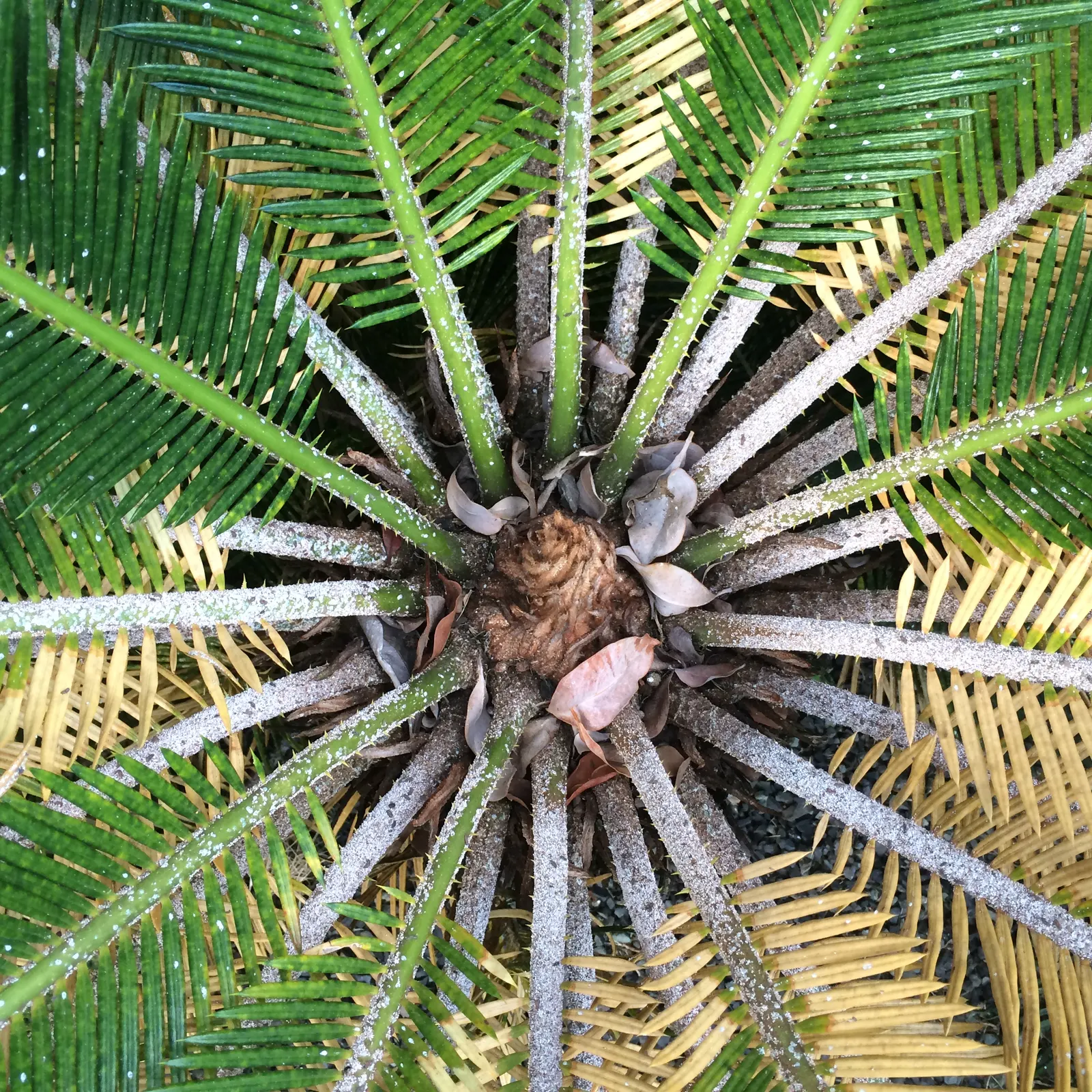 Mexican Horncone (Ceratozamia Mexicana) — pinnate fronds that can reach lengths of 3 to 5 feet; it features arching, glossy green fronds reaching, image 59