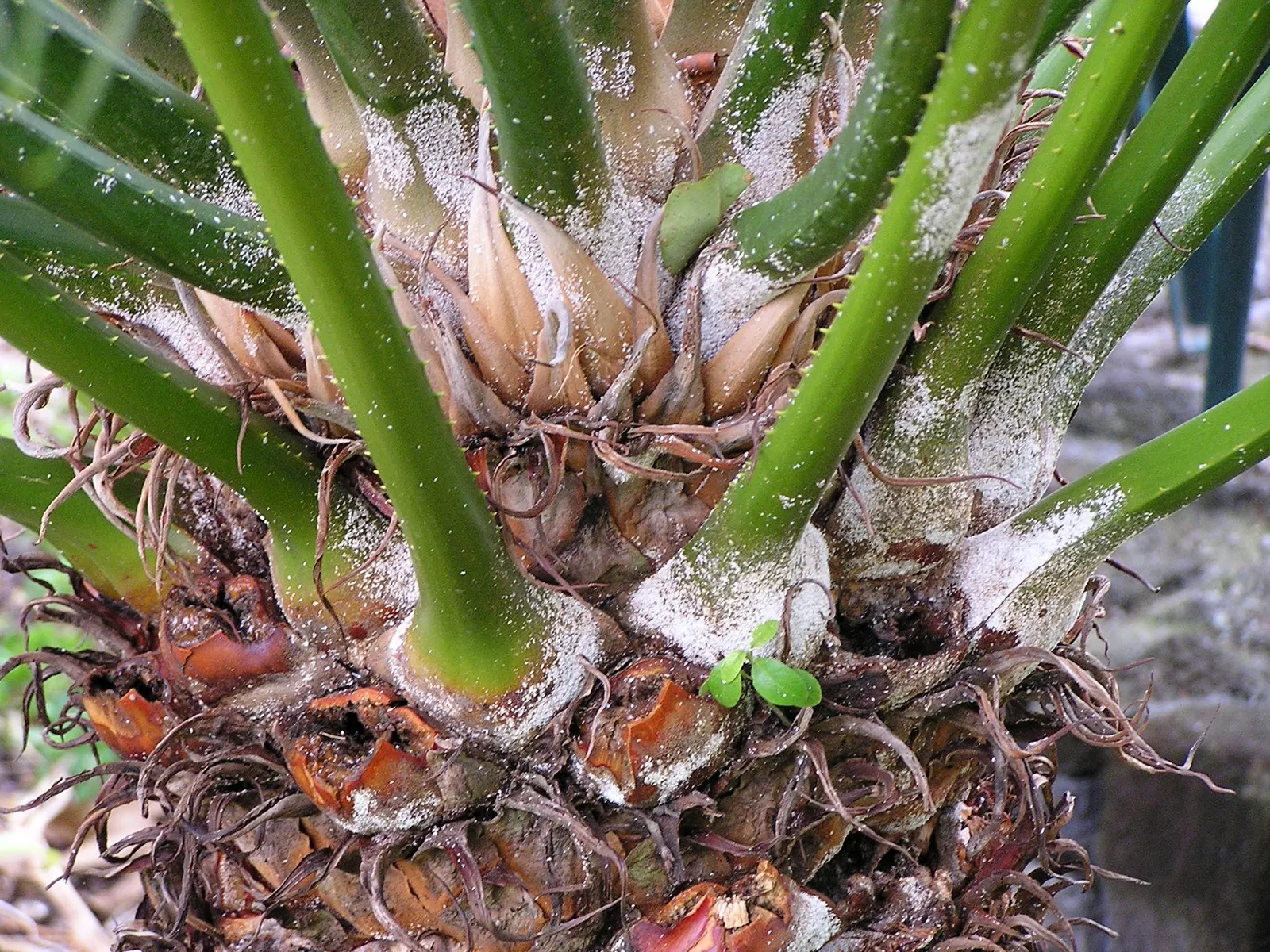 Mexican Horncone (Ceratozamia Mexicana) — offering a subdued yet elegant tropical flair to any garden setting.<br><br>Characterized by arching; in, image 106