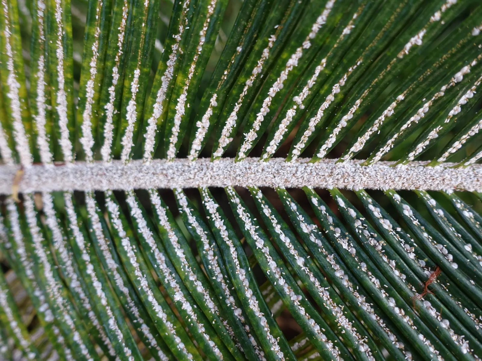 Mexican Horncone (Ceratozamia Mexicana) — this cycad should be planted in a sheltered area or provided with winter protection; with a slightly acidic to