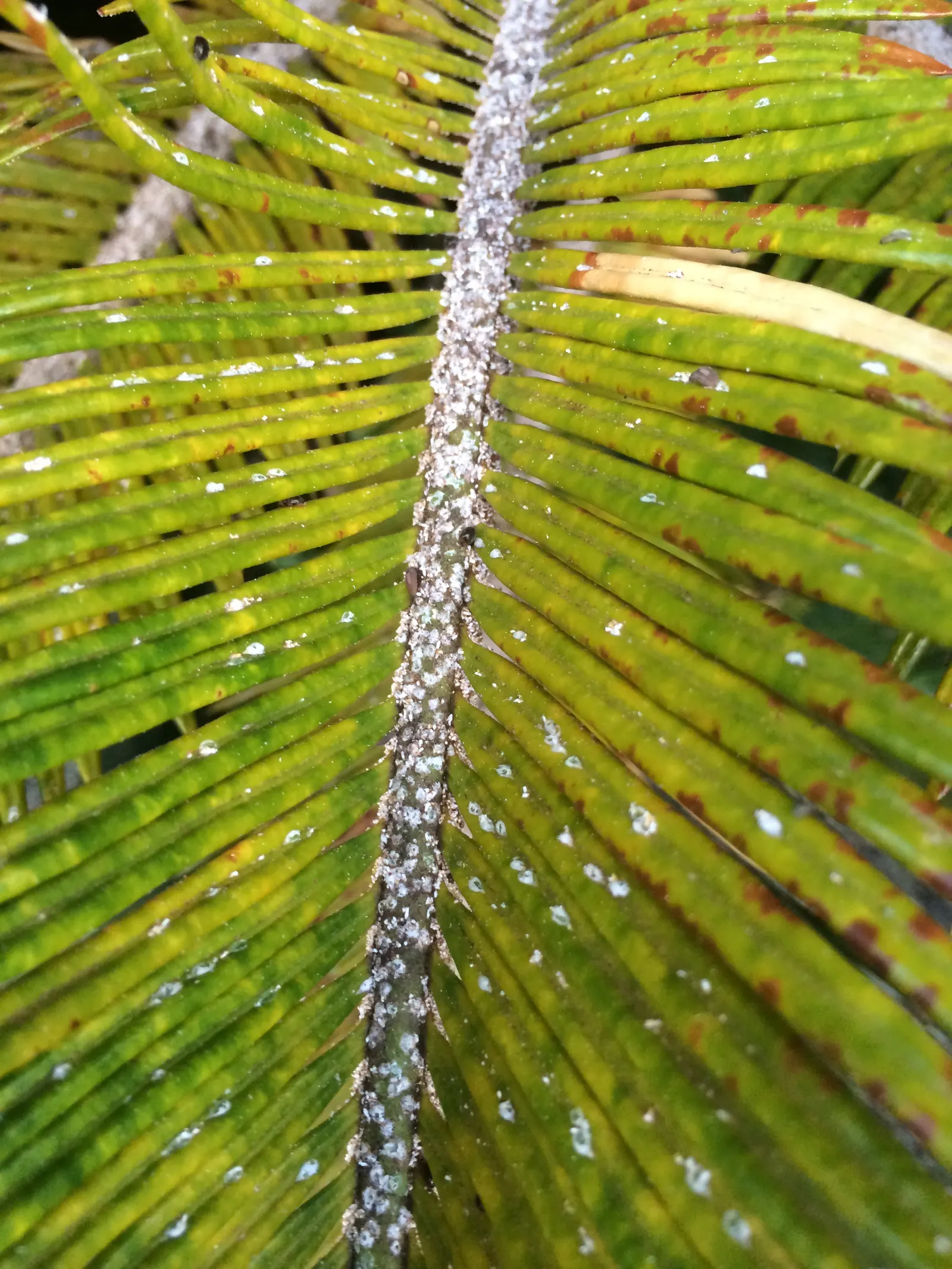 Mexican Horncone (Ceratozamia Mexicana) — low-maintenance focal point in shaded garden areas or as an elegant potted specimen