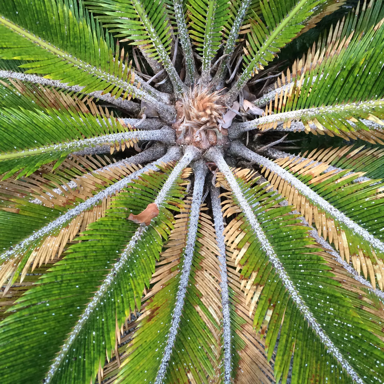 Mexican Horncone (Ceratozamia Mexicana) — The Mexican Horncone, Ceratozamia mexicana, is a slow-growing cycad endemic to Mexico; it is hardy to, image 49