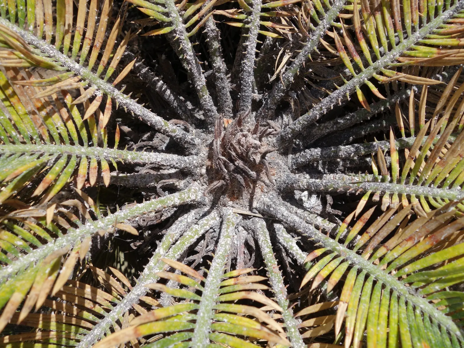 Mexican Horncone (Ceratozamia Mexicana) — intense sunlight which can scorch its foliage; zones 9-11 are most suitable for outdoor cultivation