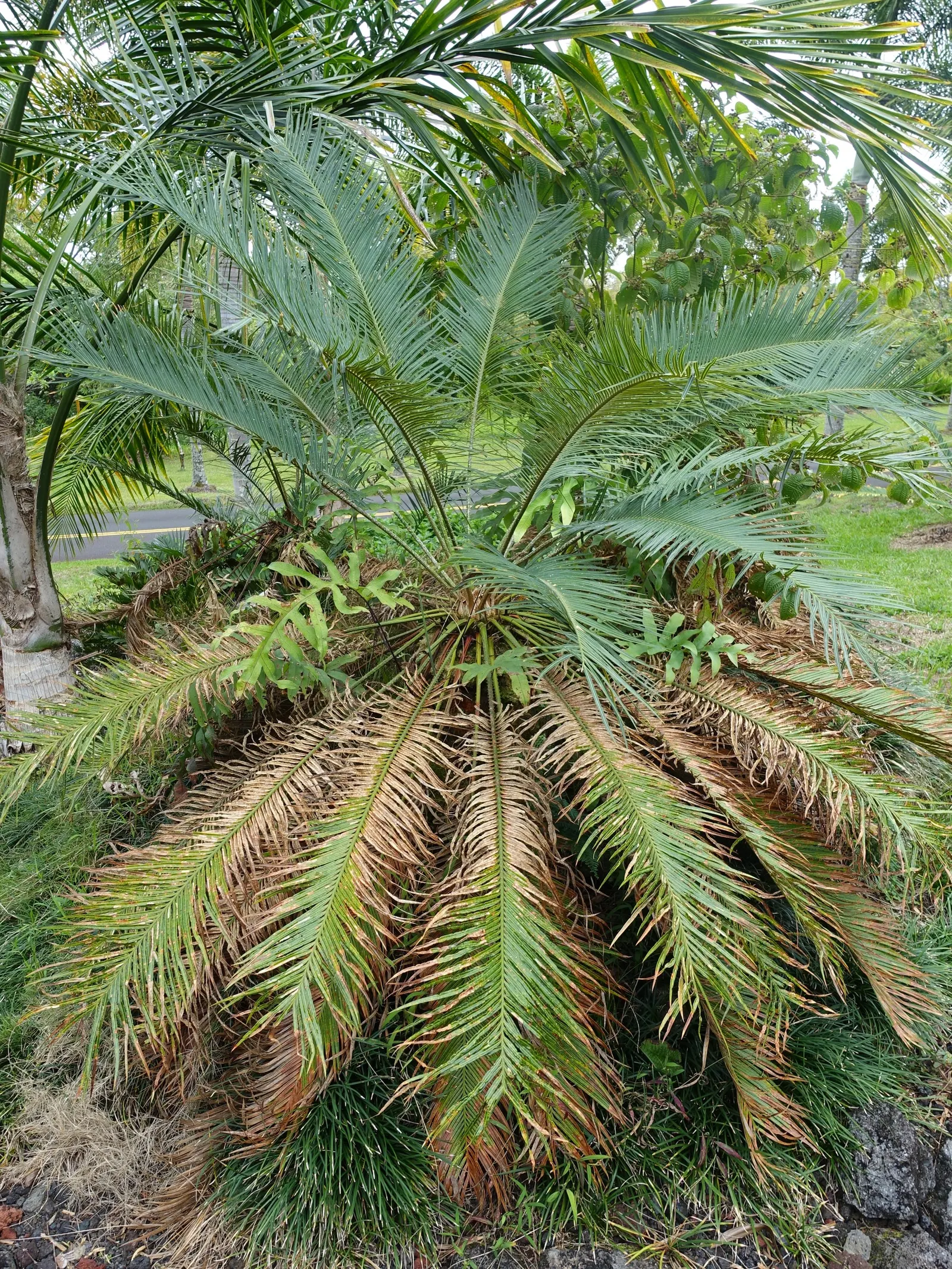Mexican Horncone (Ceratozamia Mexicana) — Regular watering is essential during its active growth period; palm for shade, image 93
