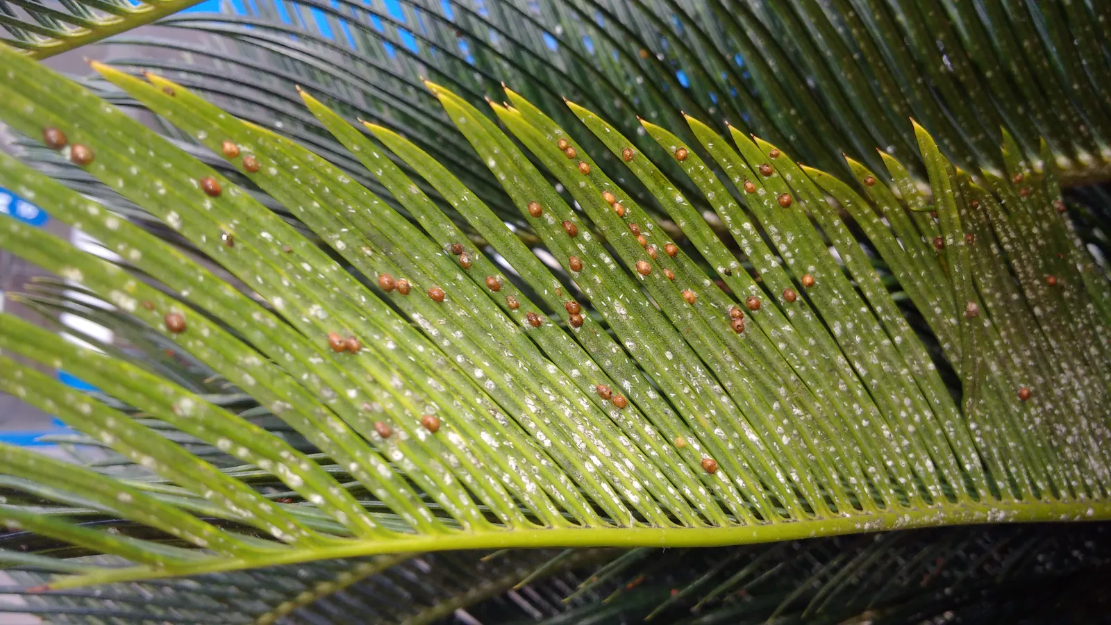 Mexican Horncone (Ceratozamia Mexicana) — In regions where frost or freezing temperatures are a concern; offering a subdued yet elegant tropical, image 67