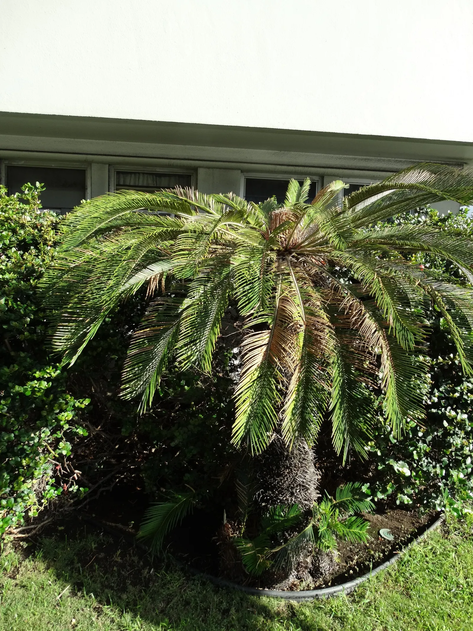 Mexican Horncone (Ceratozamia Mexicana) — This plant prefers partial shade and well-drained soil, with moderate water requirements; when, image 51