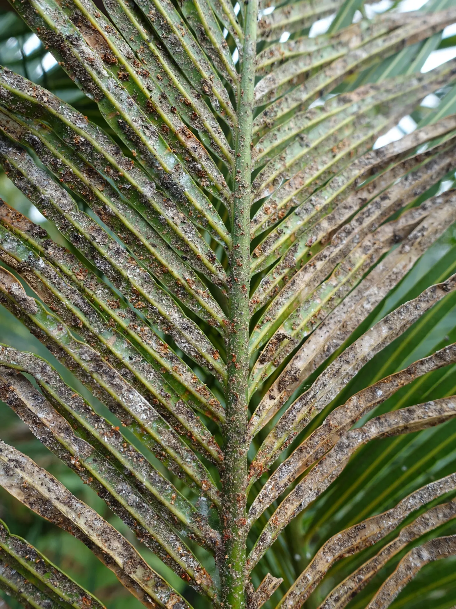Mexican Horncone (Ceratozamia Mexicana) — the Mexican Horncone displays a rich; this evergreen perennial is well-regarded in landscape design for, image 84