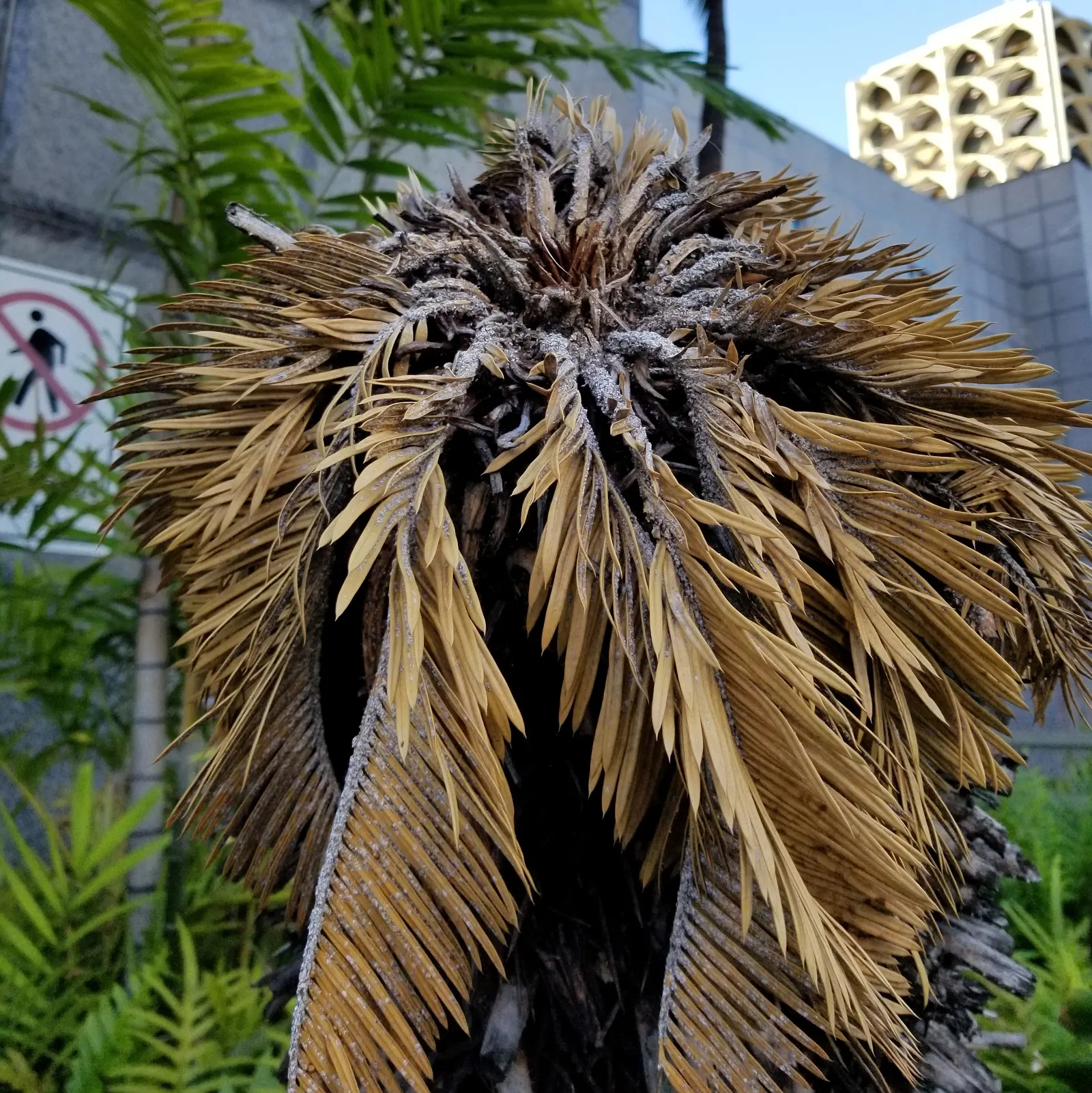 Mexican Horncone (Ceratozamia Mexicana) — When establishing the plant; this plant prefers partial shade and well-drained soil, with moderate water, image 90