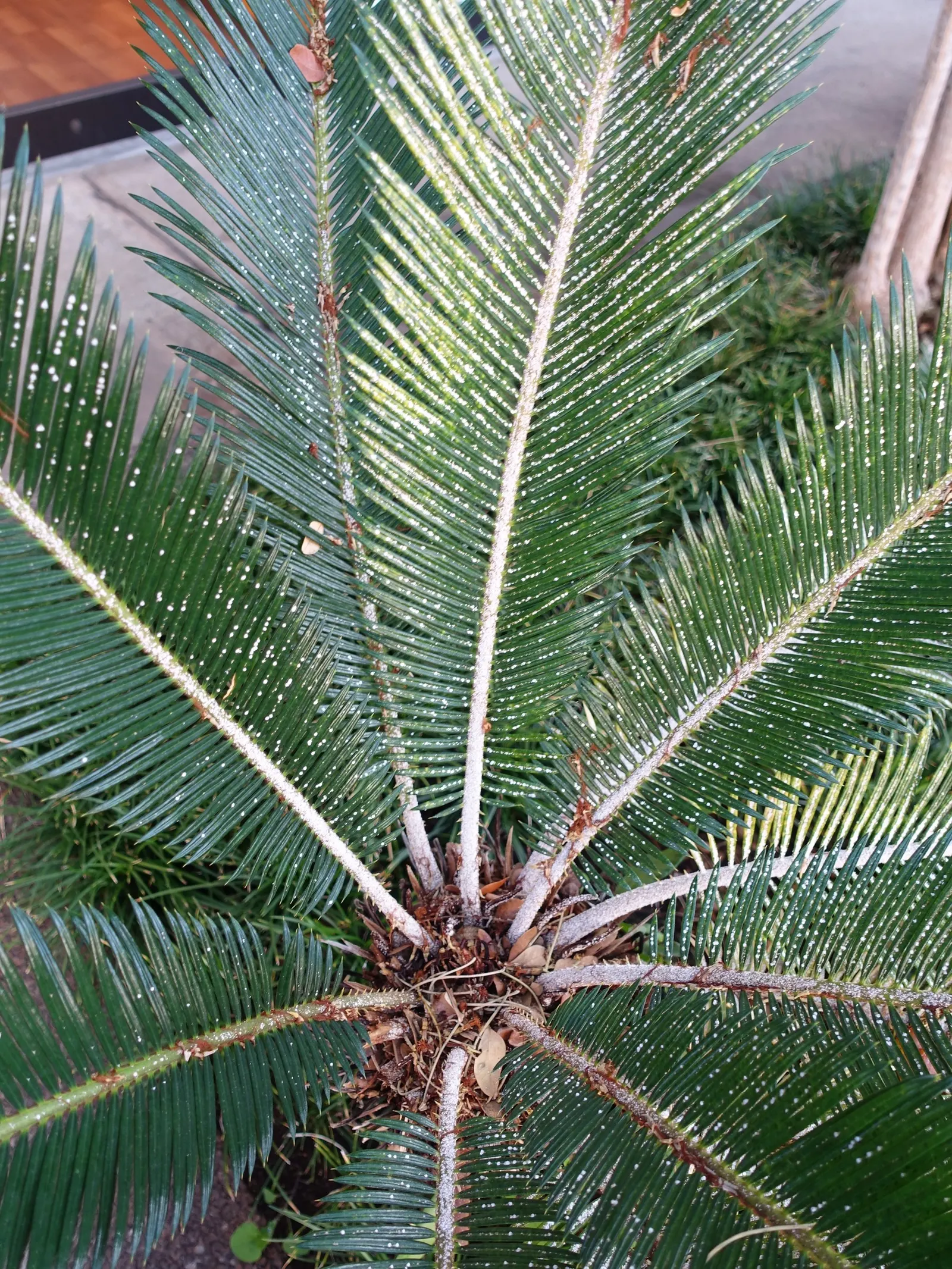 Mexican Horncone (Ceratozamia Mexicana) — pinnate fronds that can reach lengths of 3 to 5 feet; it features arching, glossy green fronds reaching up to 3-6