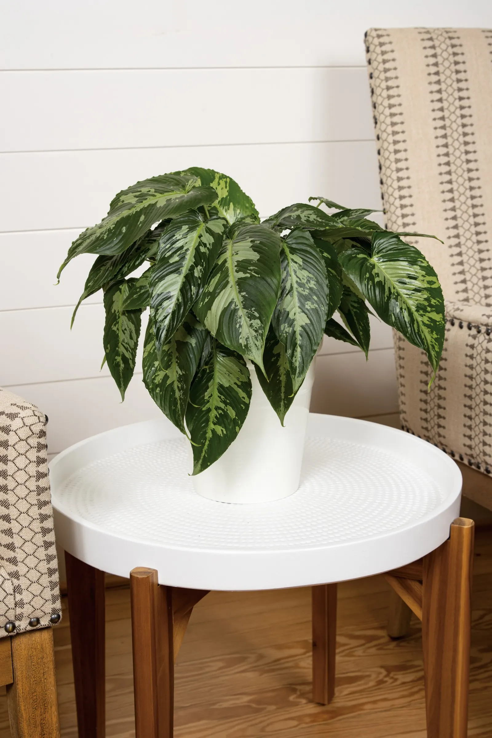Rivera™ Drop Tongue Plant (Schismatoglottis wallichii) — The Schismatoglottis wallichii is a refined tropical houseplant with glossy