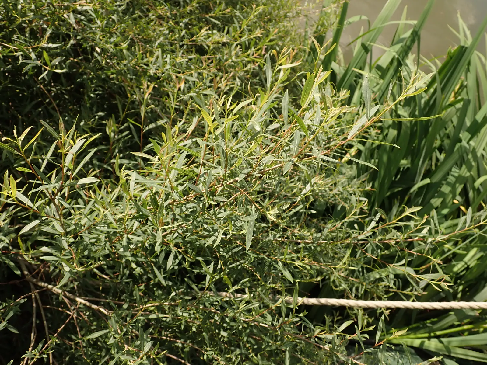 Dwarf Arctic Willow (Salix Purpurea 'Nana') — The plant's dense branching habit also provides valuable shelter for wildlife