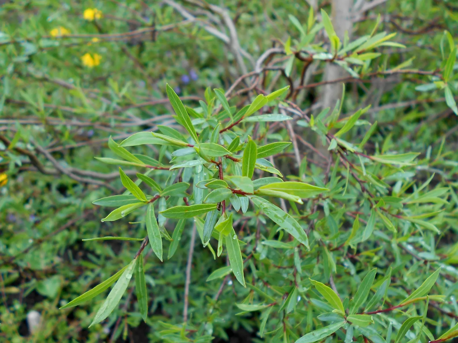 Dwarf Arctic Willow (Salix Purpurea 'Nana') — making it an ideal choice for smaller garden spaces or as an accent plant in a mixed border