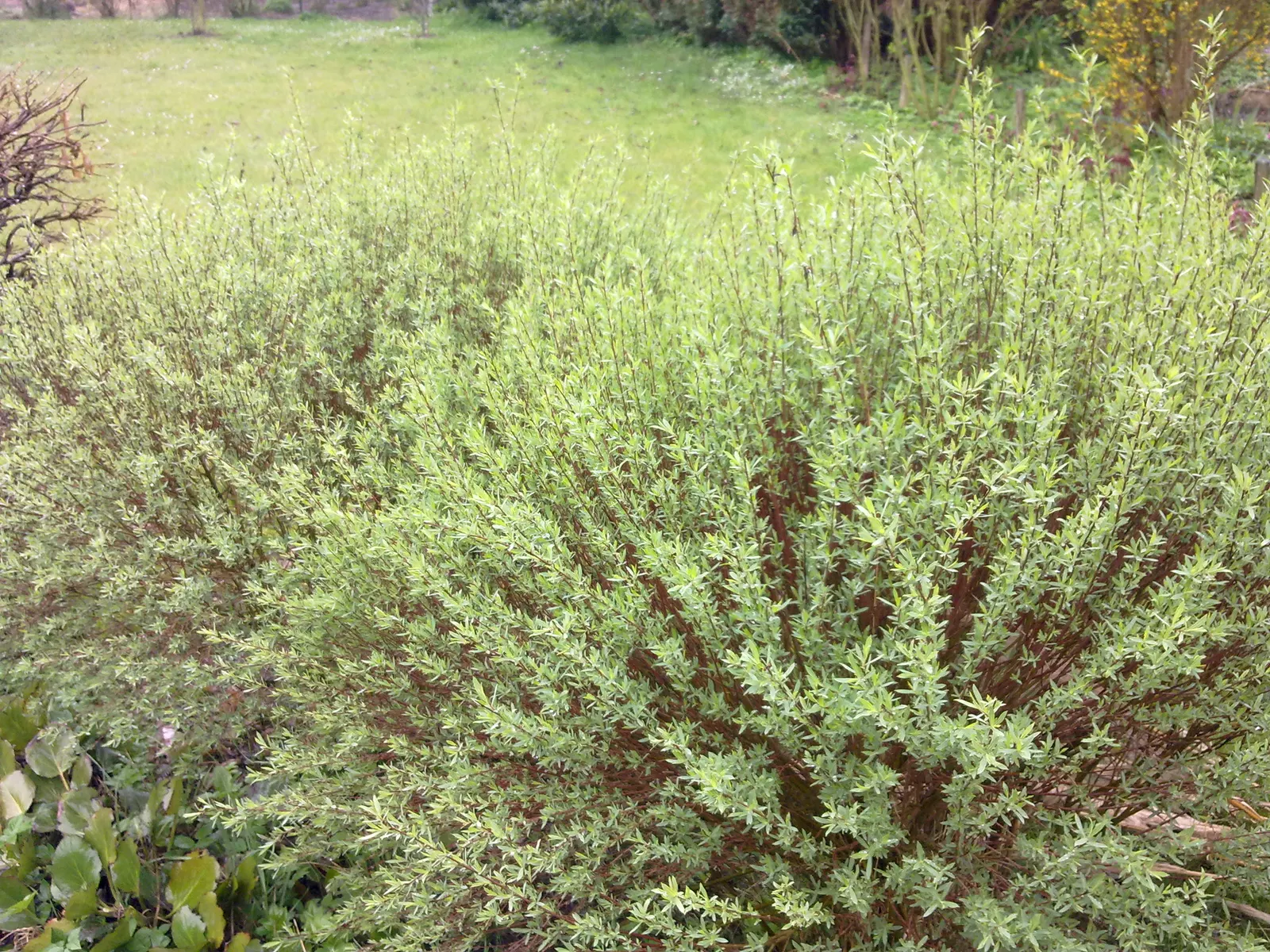 Dwarf Arctic Willow (Salix Purpurea 'Nana') — It is notably adaptable to wet conditions