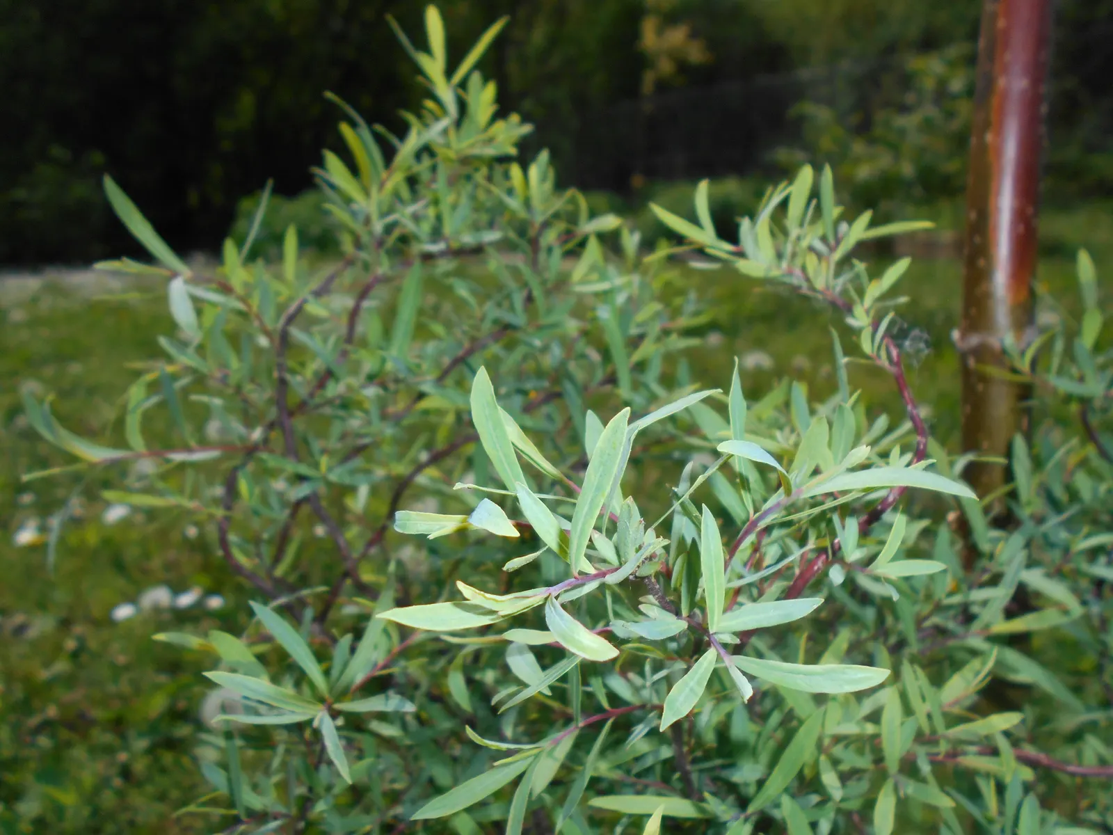 Dwarf Arctic Willow (Salix Purpurea 'Nana') — Salix purpurea 'Nana' thrives in USDA zones 4 through 8