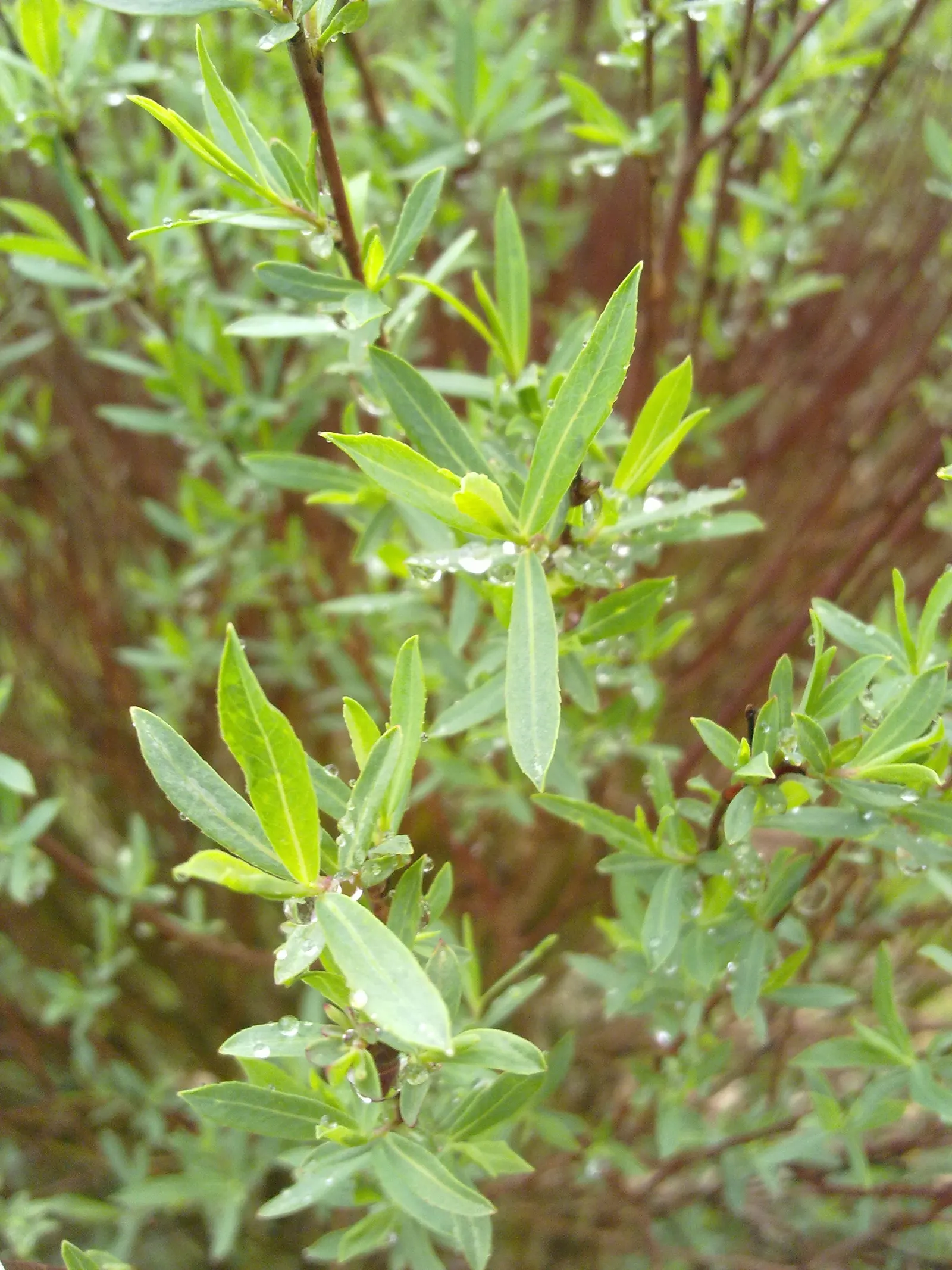 Dwarf Arctic Willow (Salix Purpurea 'Nana') — adding a touch of charm with their silky texture