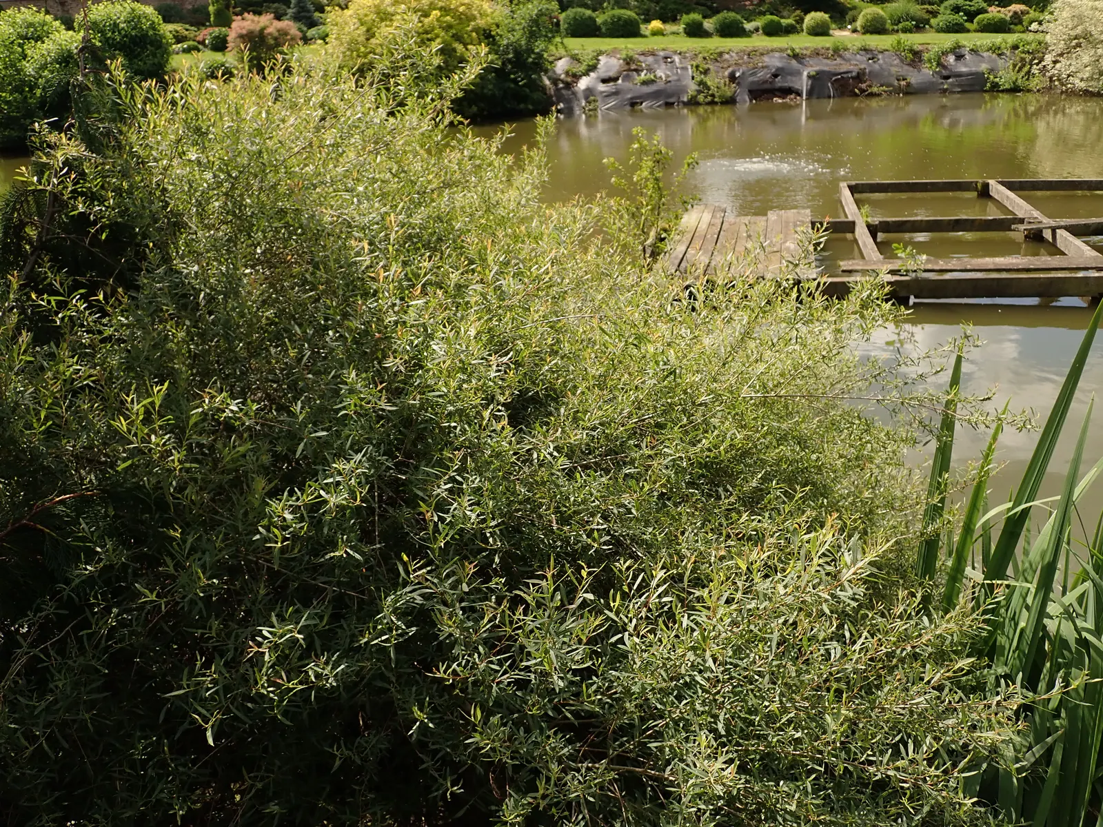 Dwarf Arctic Willow (Salix Purpurea 'Nana') — Minimal pruning is necessary to maintain its neat
