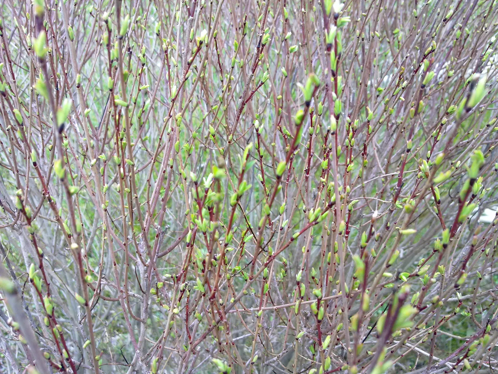 Dwarf Arctic Willow (Salix Purpurea 'Nana') — which emerge in early spring before the leaves