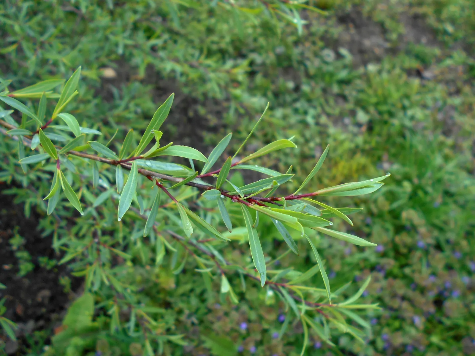 Dwarf Arctic Willow (Salix Purpurea 'Nana') — deciduous shrub prized for its delicate form and fine-textured foliage