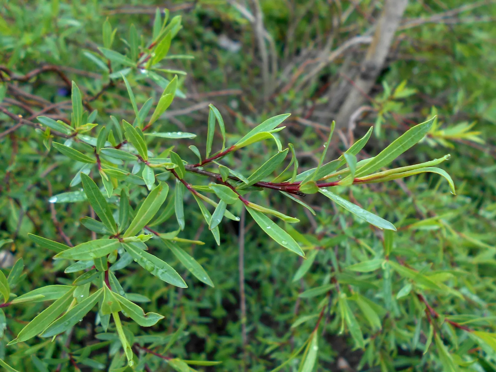 Dwarf Arctic Willow (Salix Purpurea 'Nana') — Its fine texture and rounded shape make it ideal for small gardens or as a low hedge in landscape designs