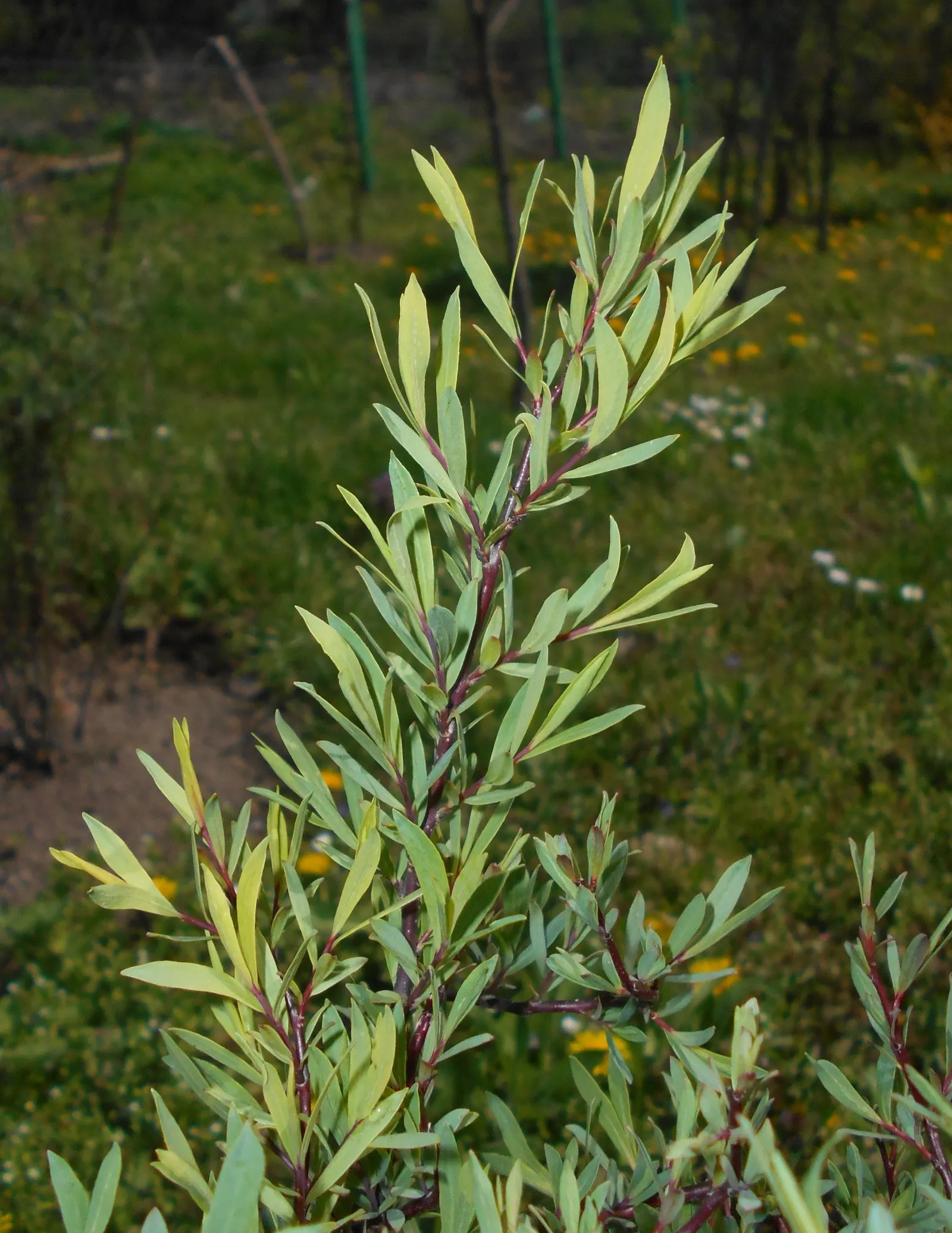 Dwarf Arctic Willow (Salix Purpurea 'Nana') — deciduous shrub with a mature height and spread of 3-5 feet