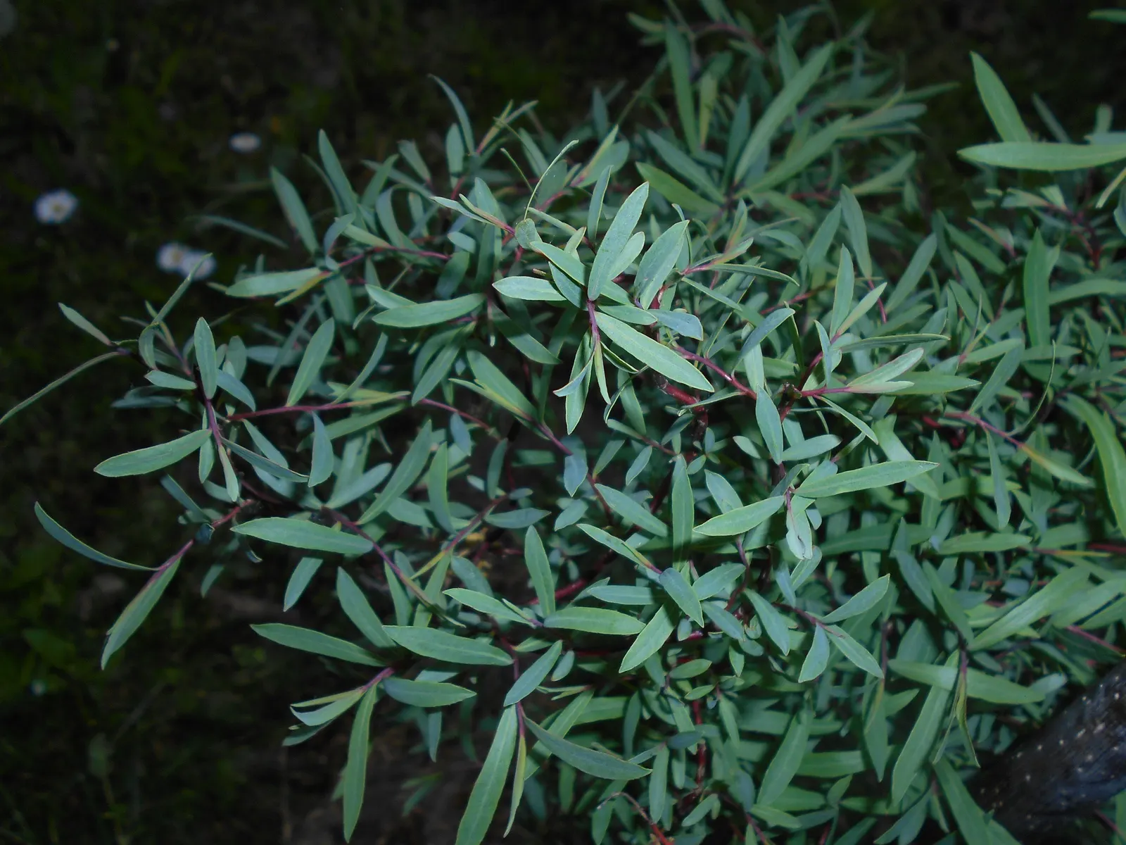 Dwarf Arctic Willow (Salix Purpurea 'Nana') — This cultivar typically attains a size of 3 to 5 feet in both height and spread