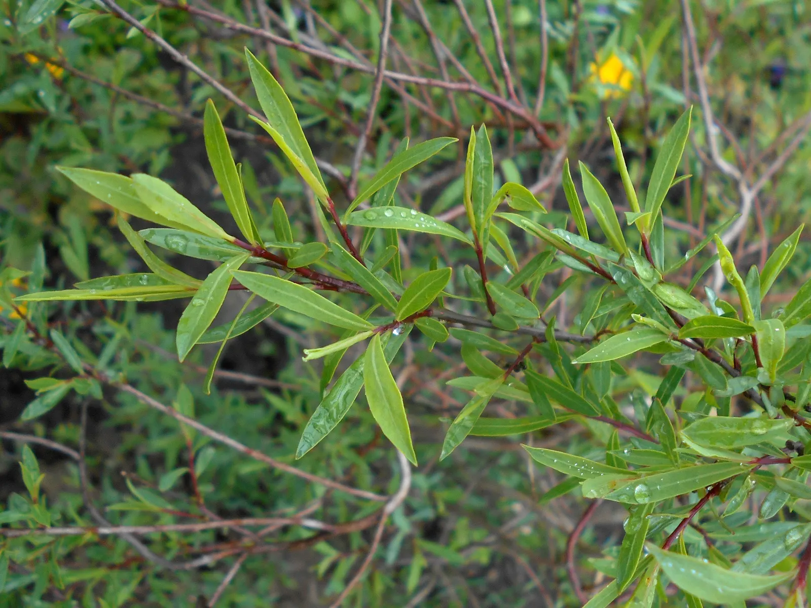 Dwarf Arctic Willow (Salix Purpurea 'Nana') — Thriving in USDA zones 4-8, it prefers full sun to partial shade and moist, well-drained soil