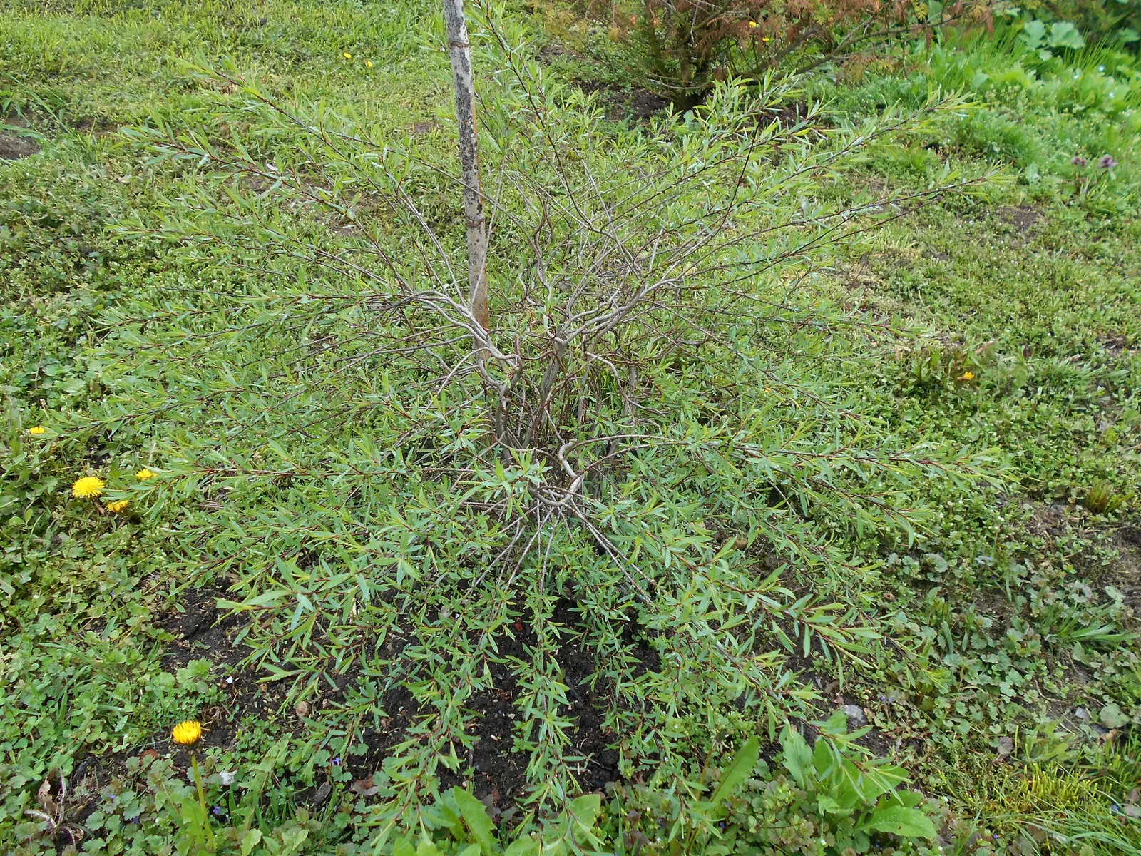Dwarf Arctic Willow (Salix Purpurea 'Nana') — tolerating a variety of soil types