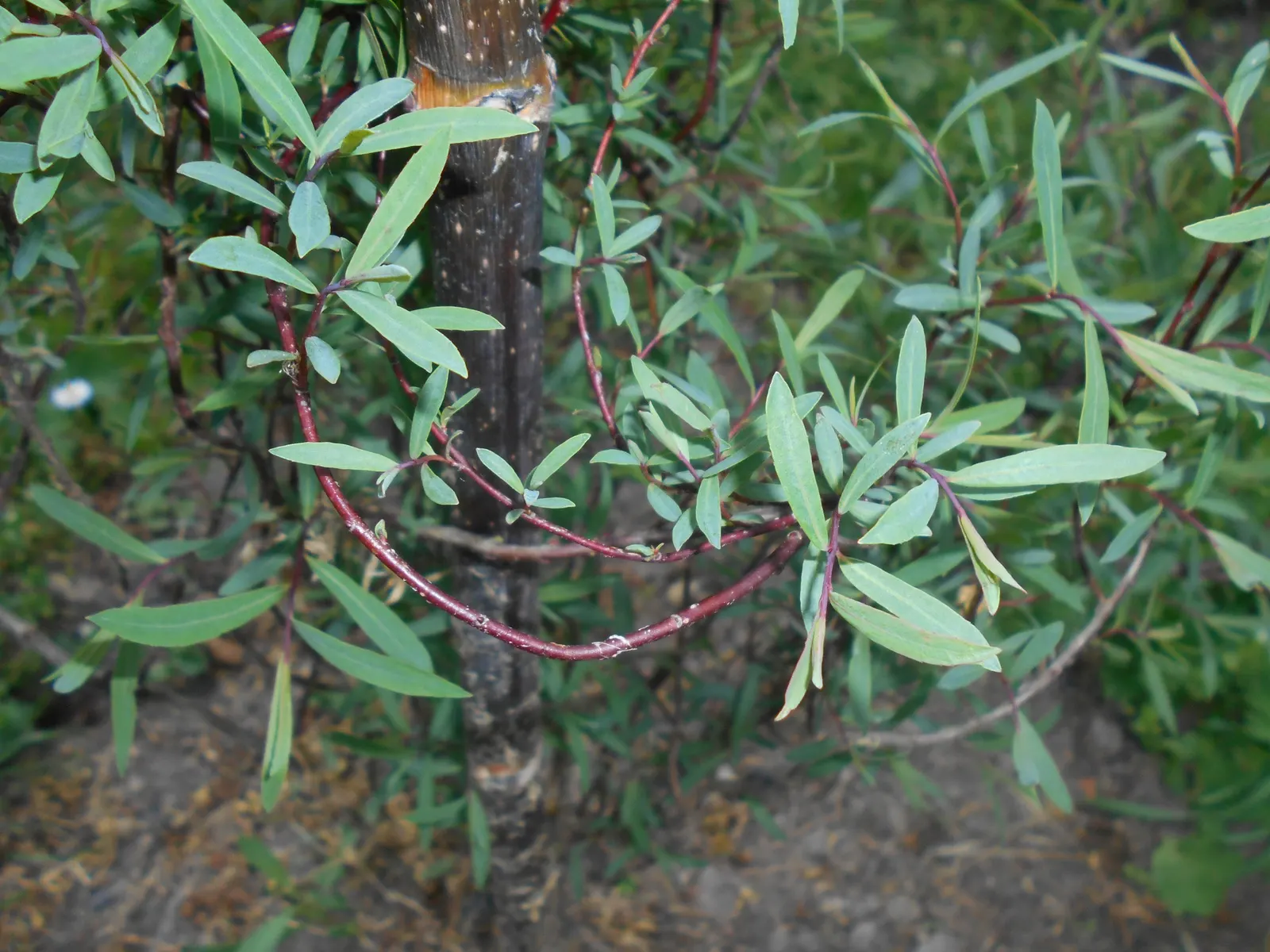Dwarf Arctic Willow (Salix Purpurea 'Nana') — It showcases slender, purple-tinged stems and elongated, blue-green leaves