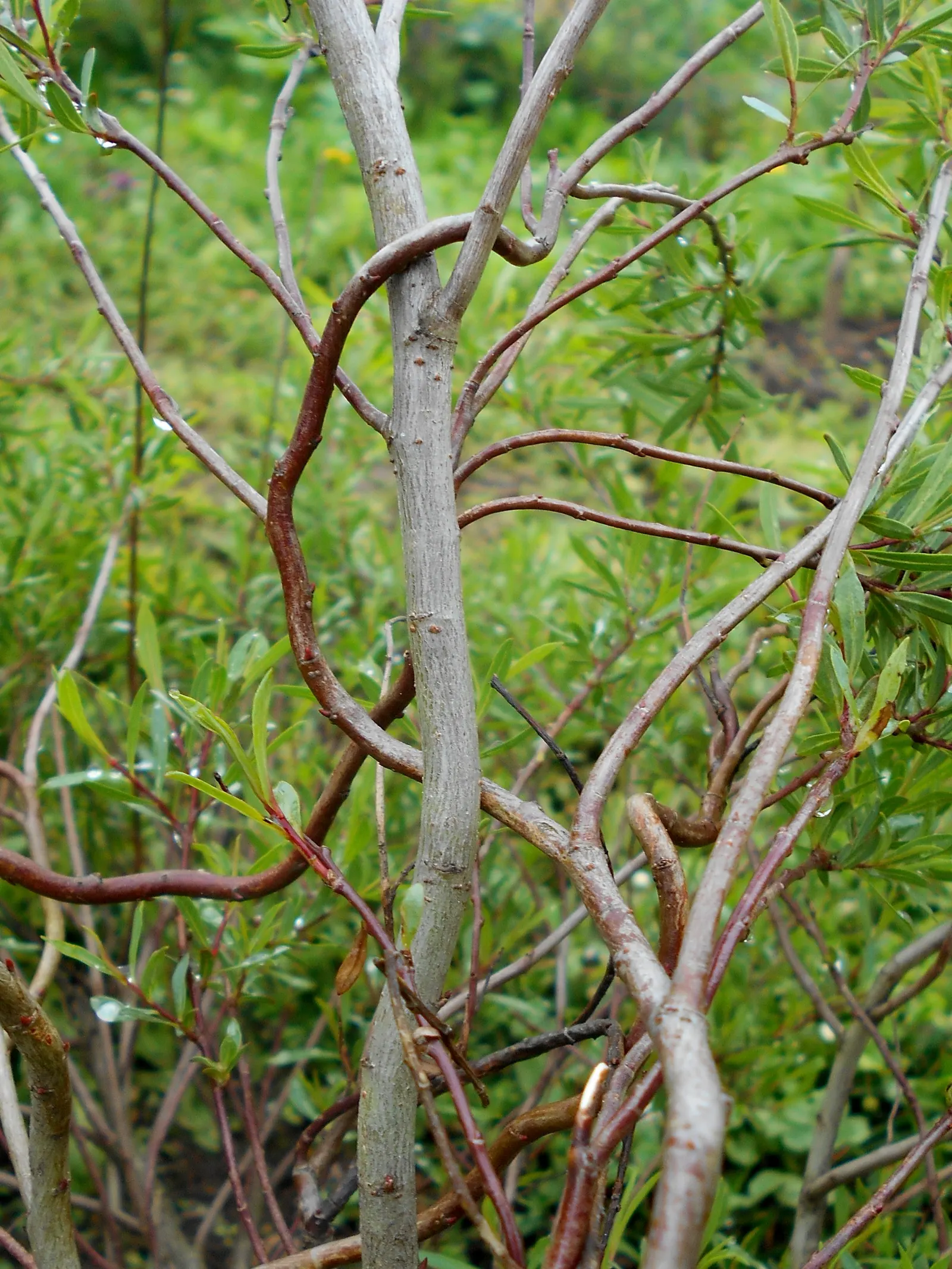 Dwarf Arctic Willow (Salix Purpurea 'Nana') — measuring 2 to 4 inches in length