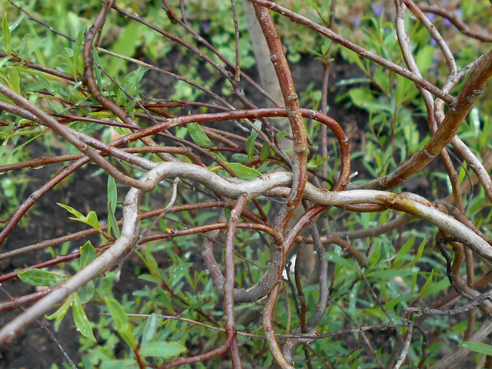 Dwarf Arctic Willow (Salix Purpurea 'Nana') — cool hue to the landscape.<br><br>A hardy specimen