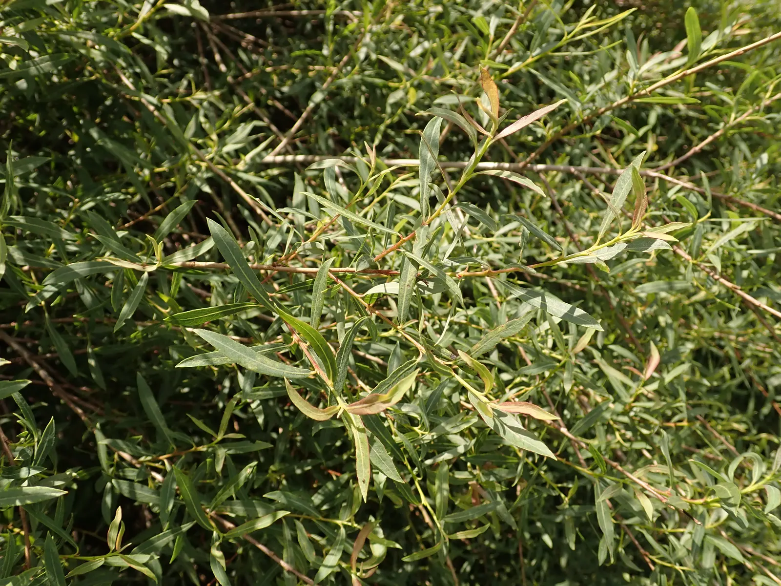 Dwarf Arctic Willow (Salix Purpurea 'Nana') — gracefully adorn the shrub throughout the growing season