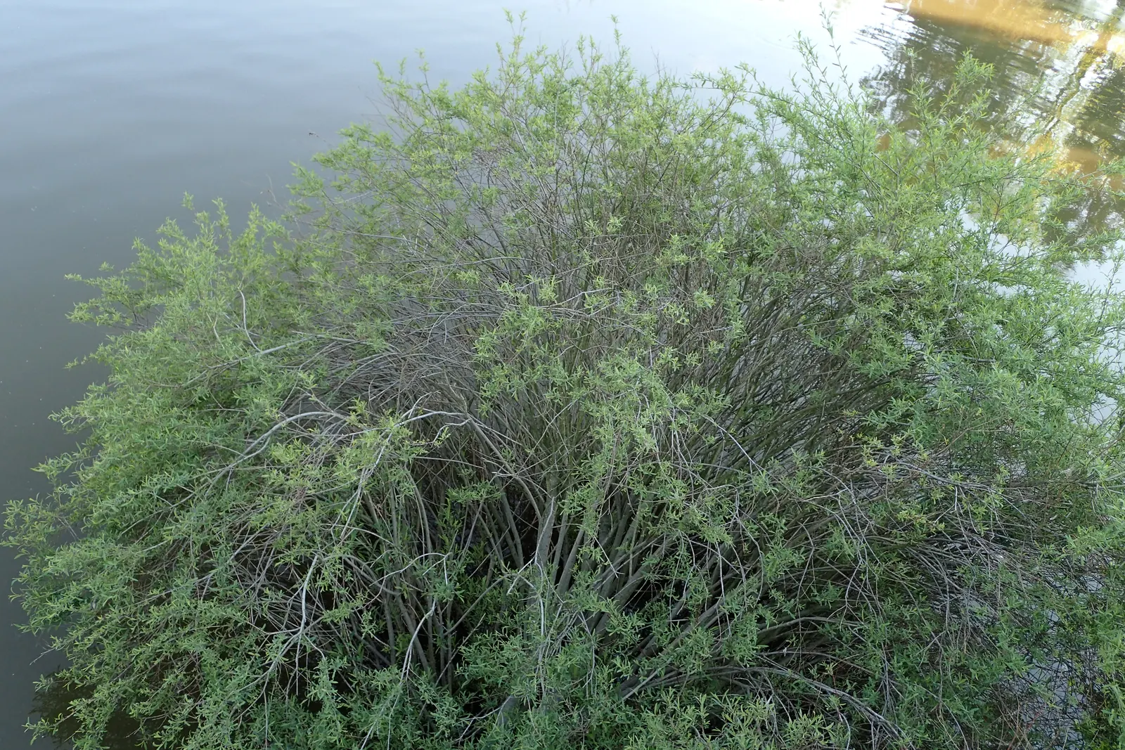 Dwarf Arctic Willow (Salix Purpurea 'Nana') — although it prefers moist